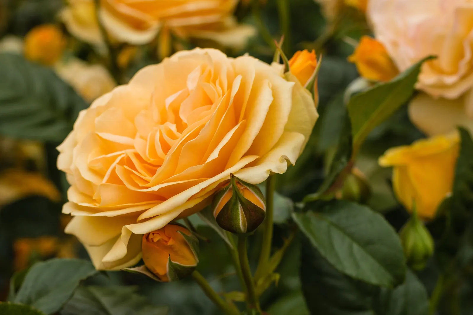 Floribundaros AMBER QUEEN ('Harroony') - miniatyr 2