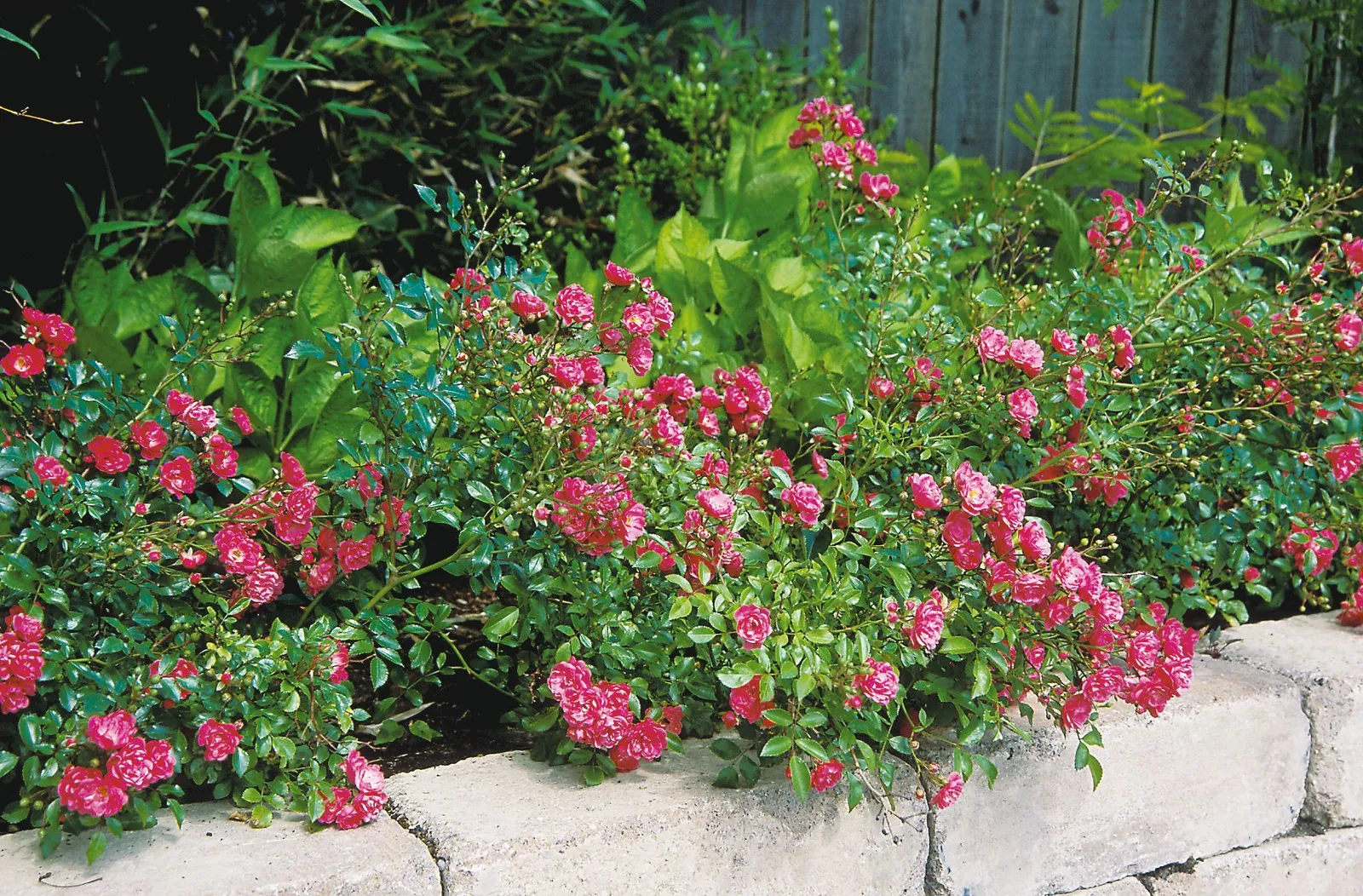 Polyantaros FAIRY DANCE ('Harward')