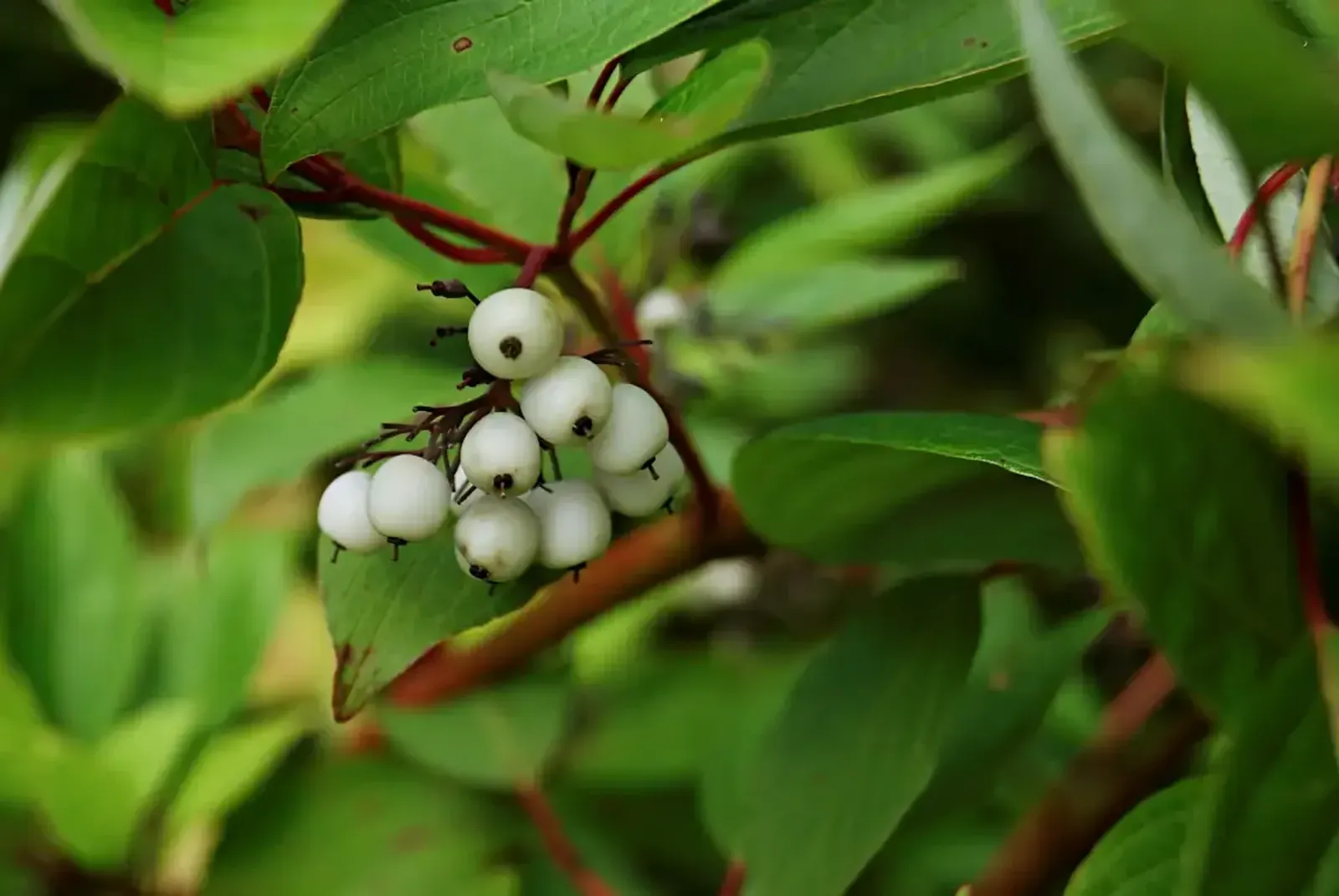 Korallkornell, 50-80 cm — detalj 3