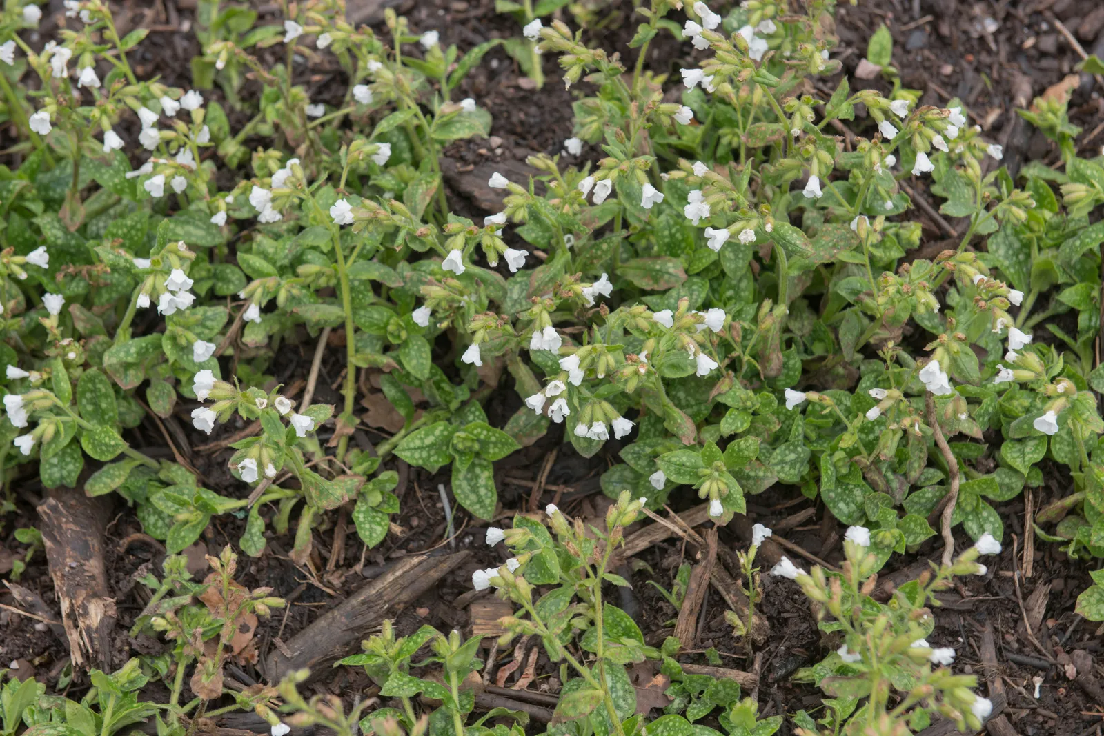 Fläckig lungört 'Sissinghurst White' - miniatyr 3