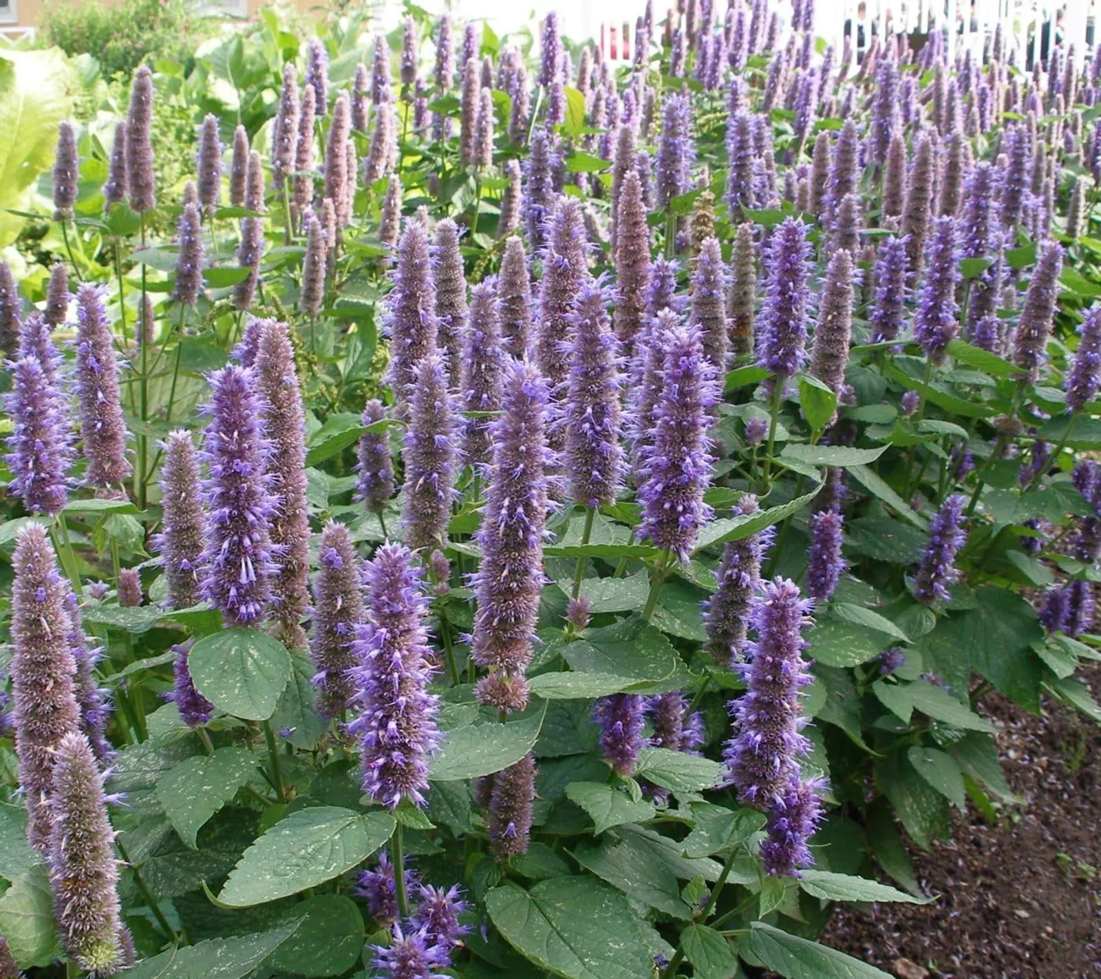 Anisisop 'Anisisop, blåviolett', ekofrö
