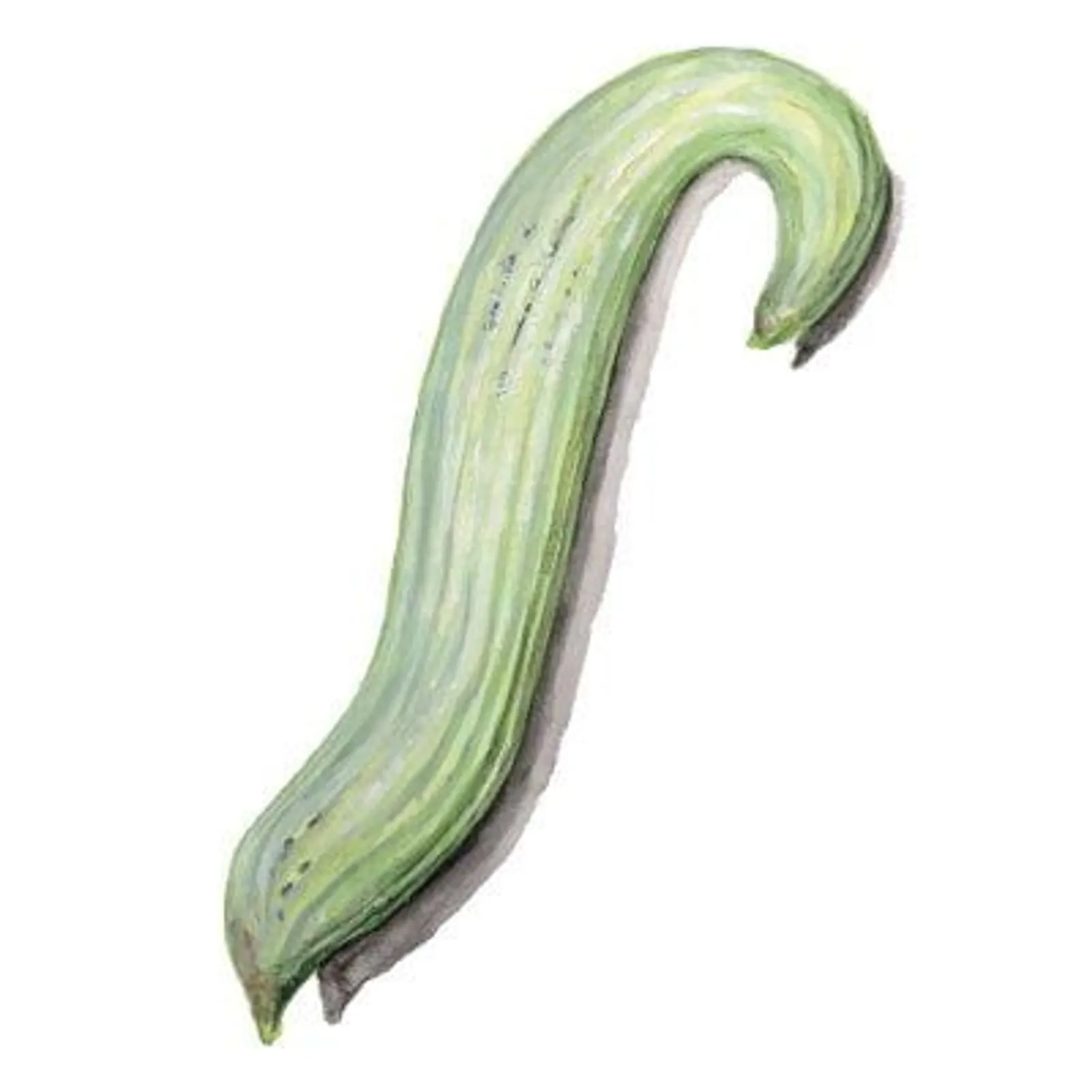 Melongurka 'Armenisk Melongurka', Frö