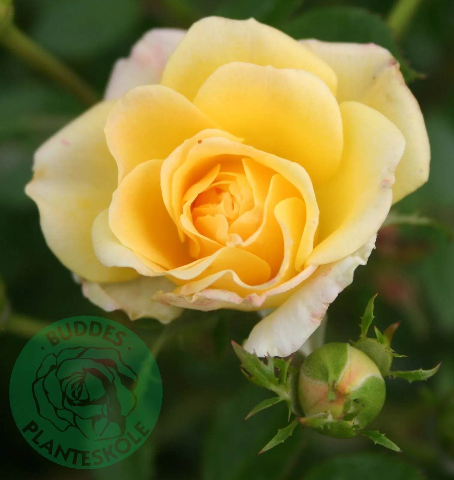 Miniatyrros YELLOW FAIRY ('Poulfair')
