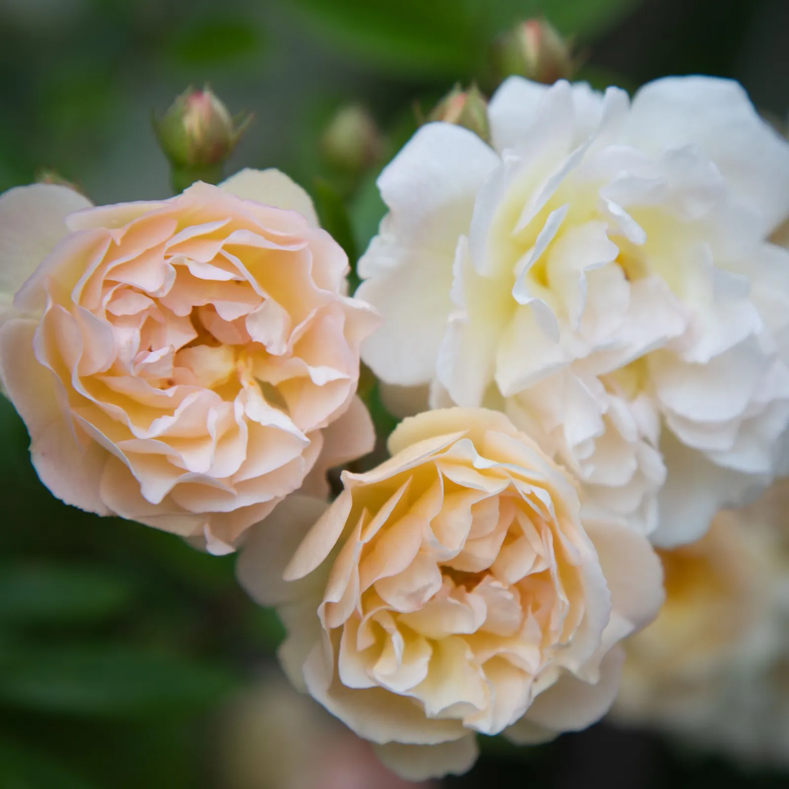 Moschata-ros 'Ghislaine de Féligonde' - miniatyr 5