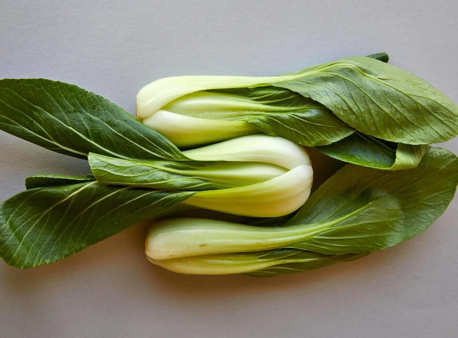 Taisai pak choi ekofrö med kinesisk bladgrönsak