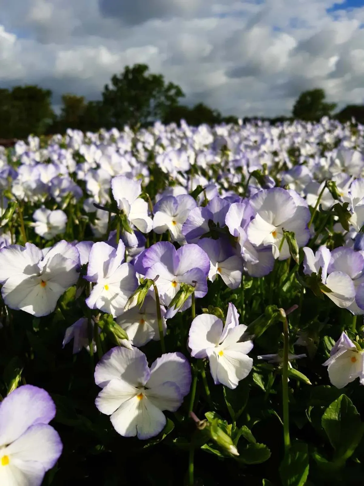 Bukettviol 'Ullas Favorit'
