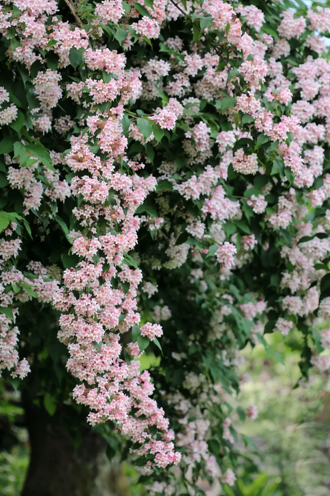 Paradisbuske 'Pink Cloud' - miniatyr 1
