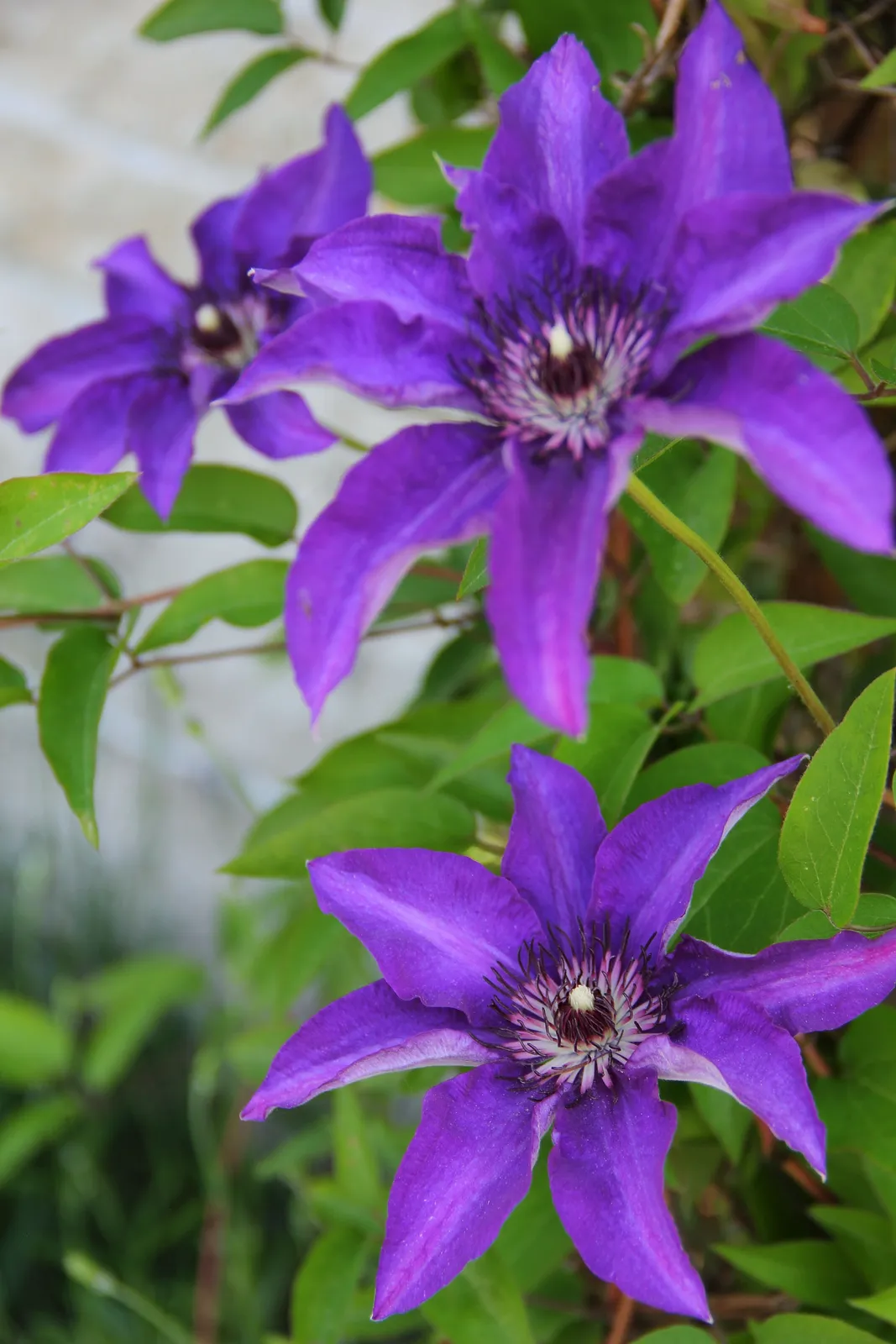 Klematis (Tidiga Storblommiga Gruppen) 'The President'
