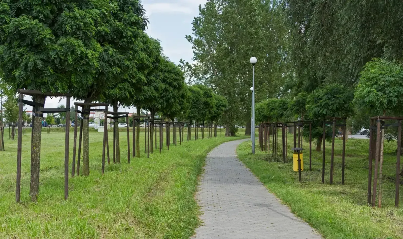 Klotrobinia 'Umbraculifera', Högstammat träd — detalj 2
