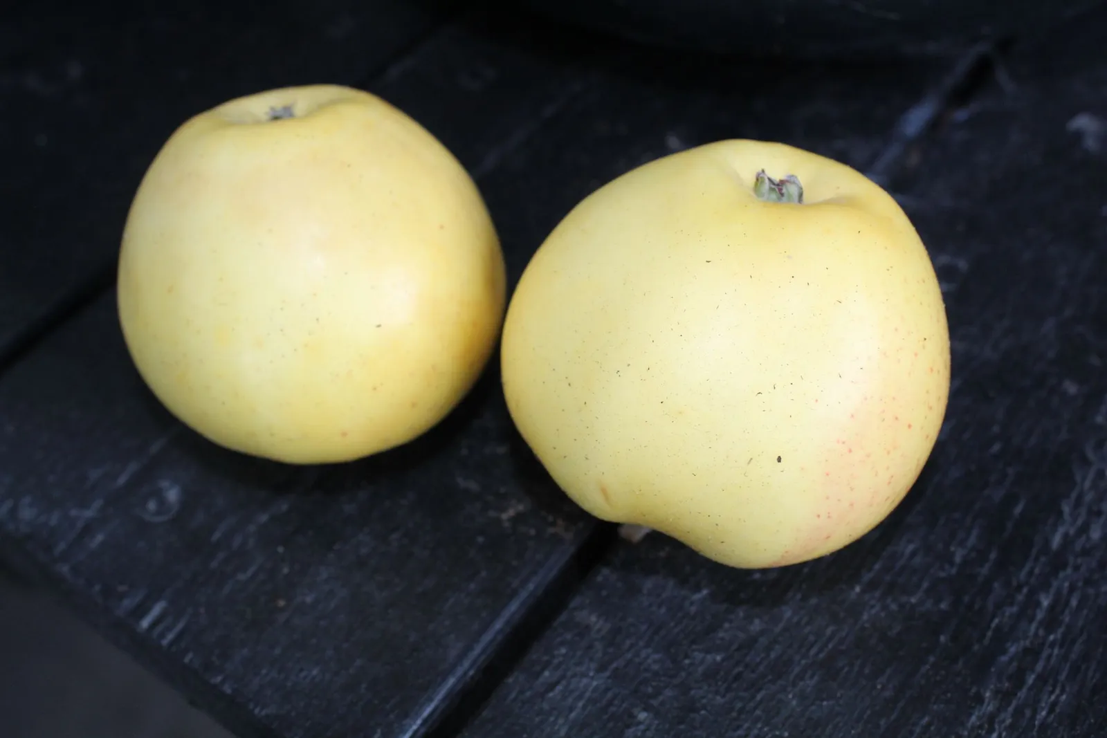 Äpple' Silva' E