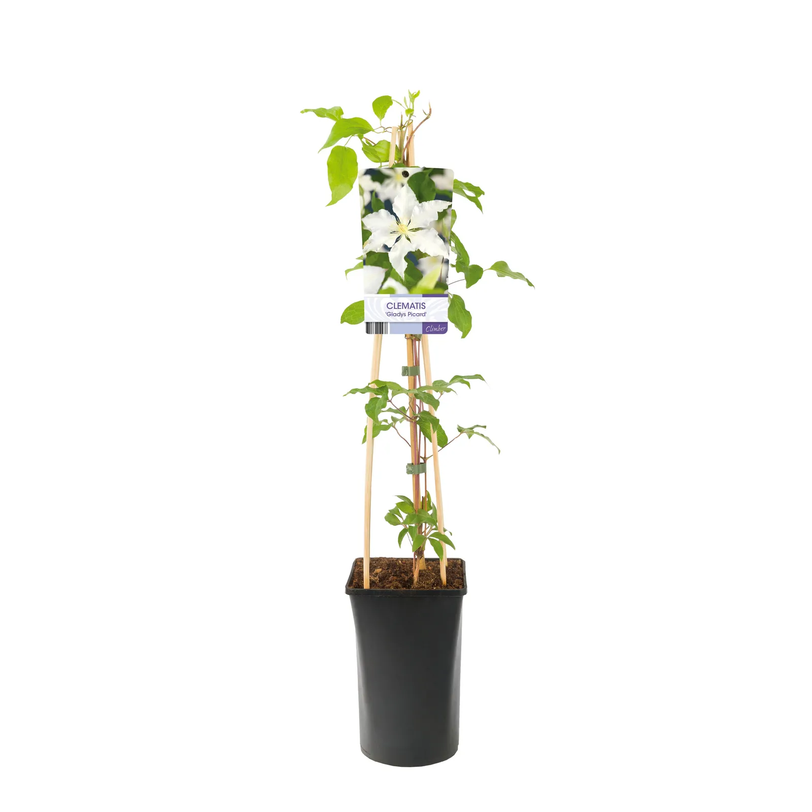 Klematis (Tidiga Storblommiga Gruppen) 'Gladys Picard' - miniatyr 2