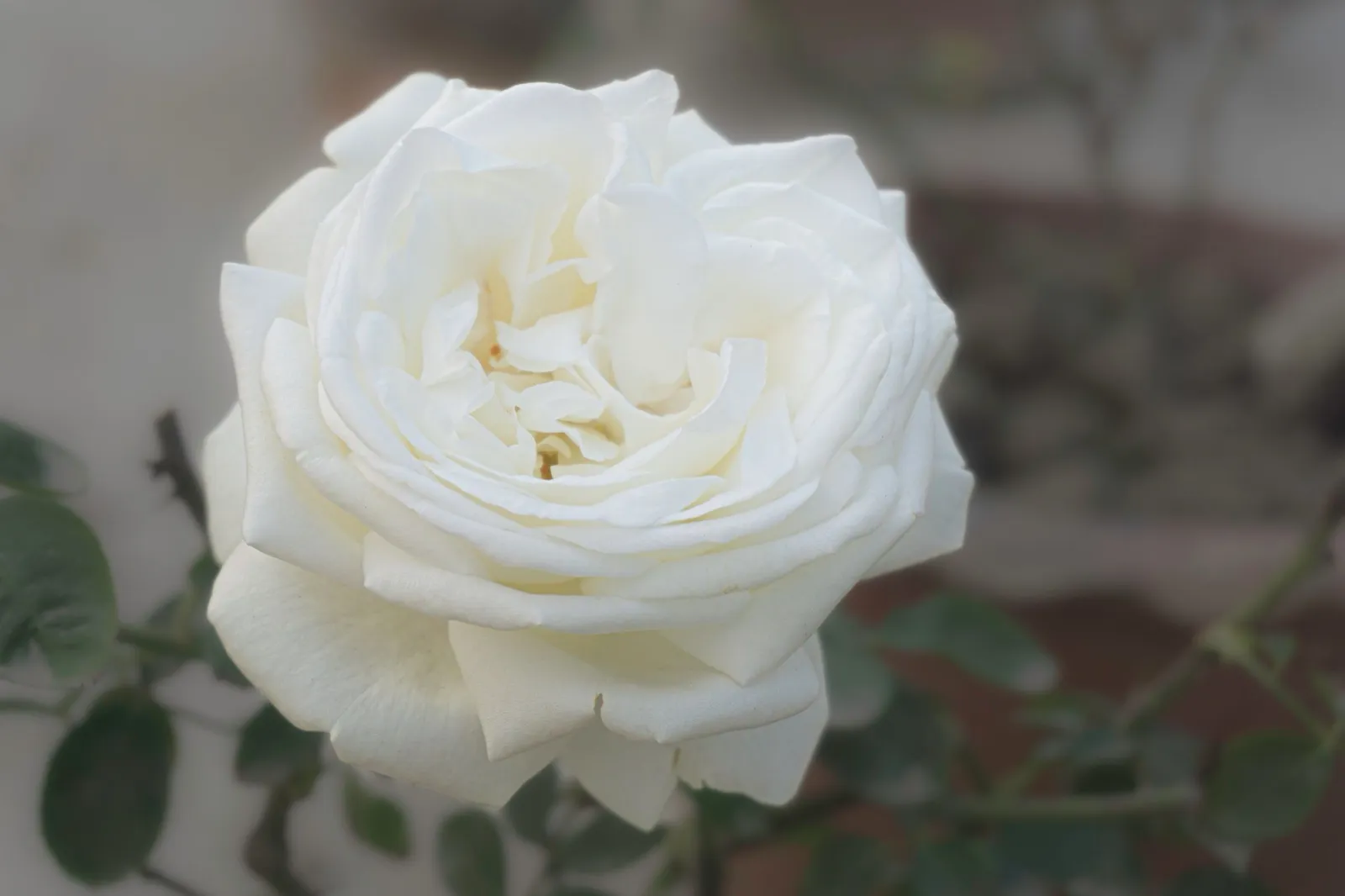 Floribundaros LA PALOMA '85 ('Tanamola') - miniatyr 3