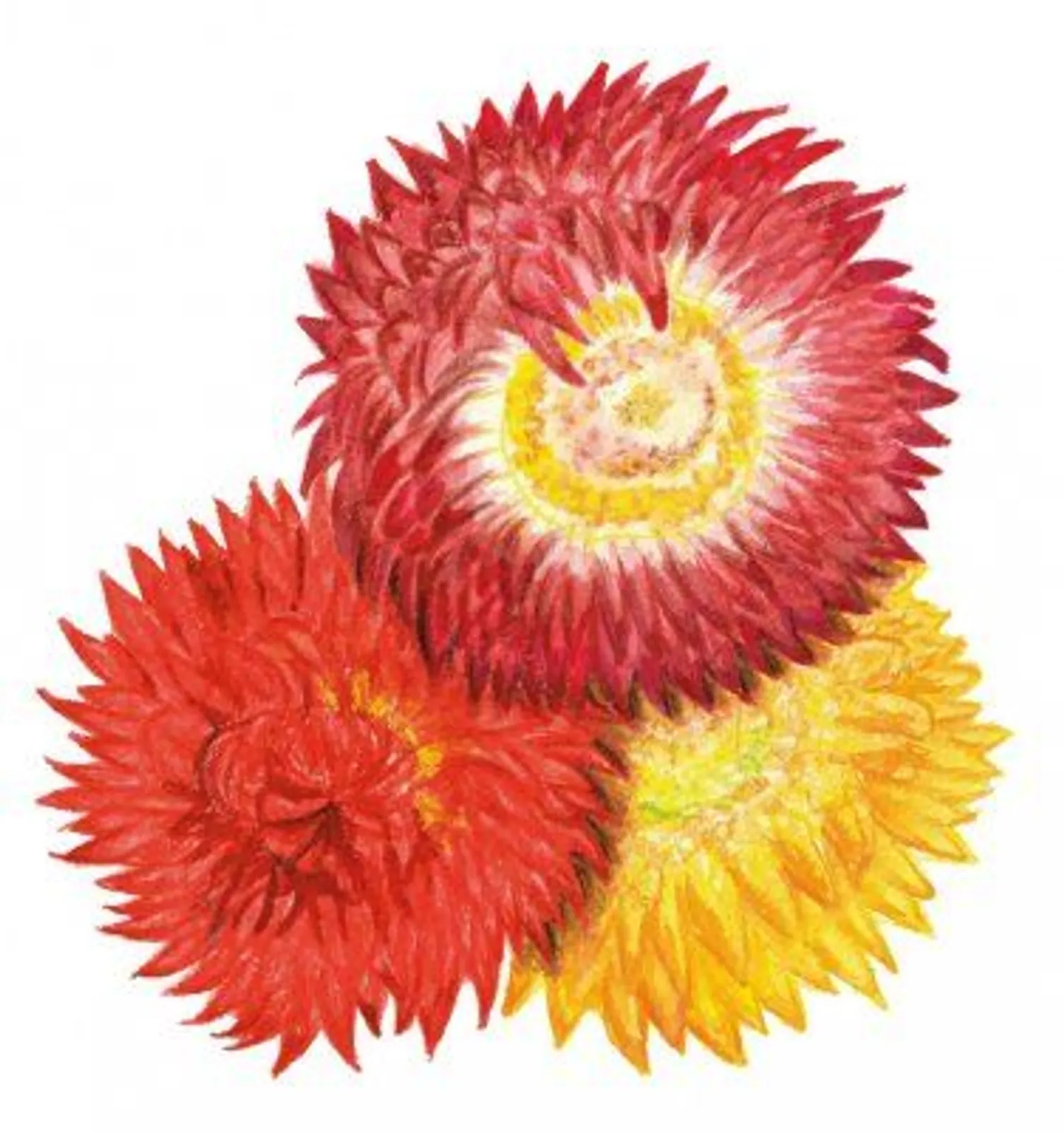 Blomma 'Jätteeternell', Frö