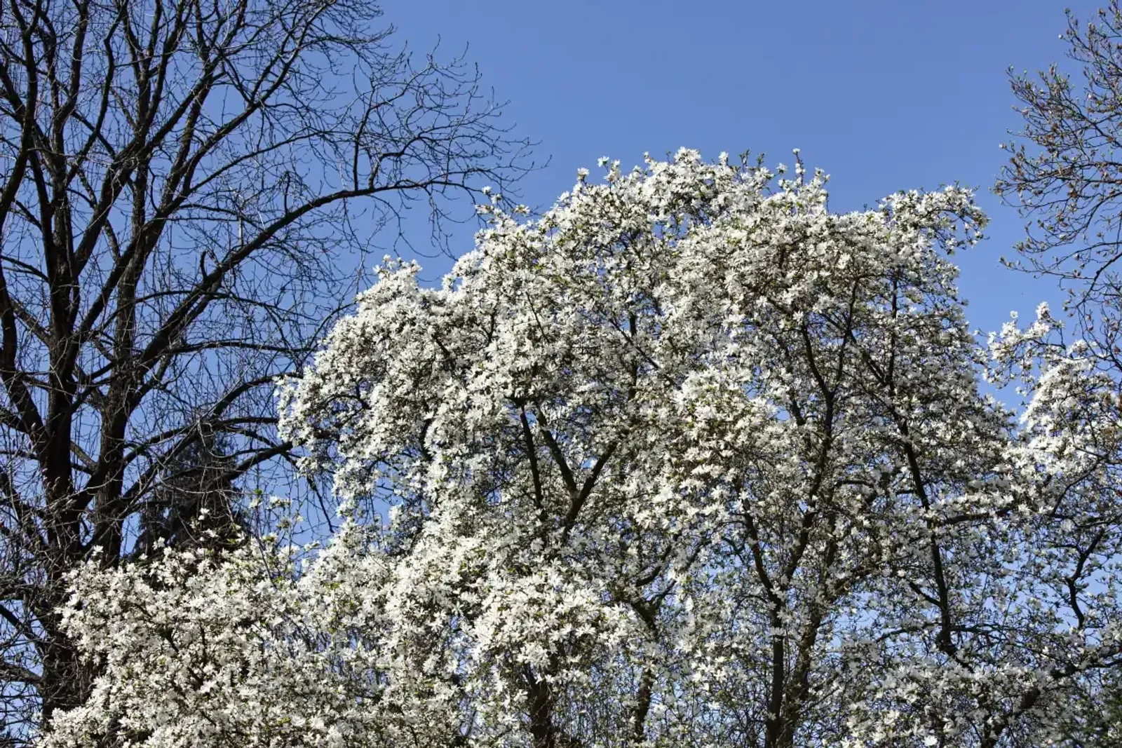 Japansk Magnolia, Högstammat träd — detalj 4