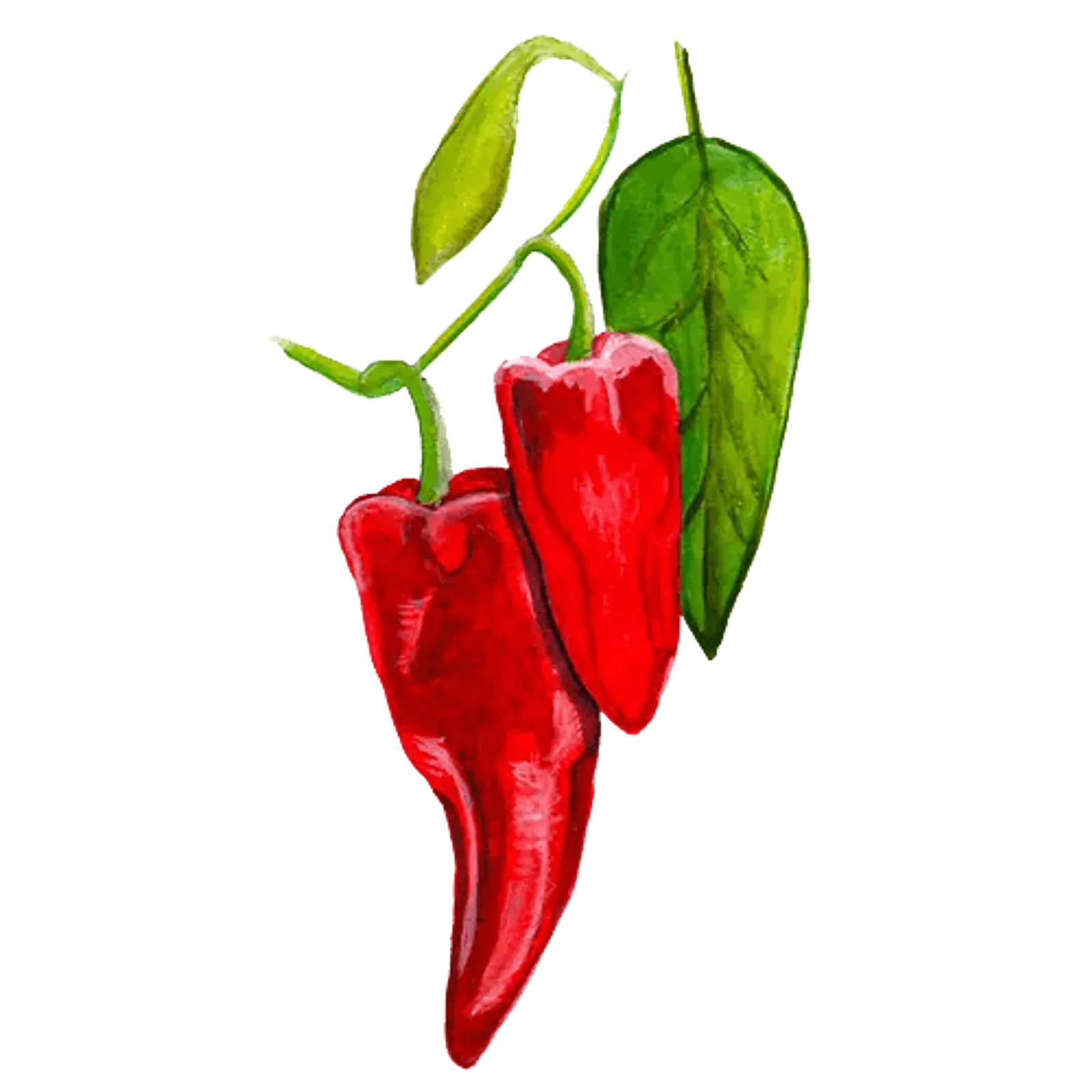 Chili 'Ezpeleta', Frö