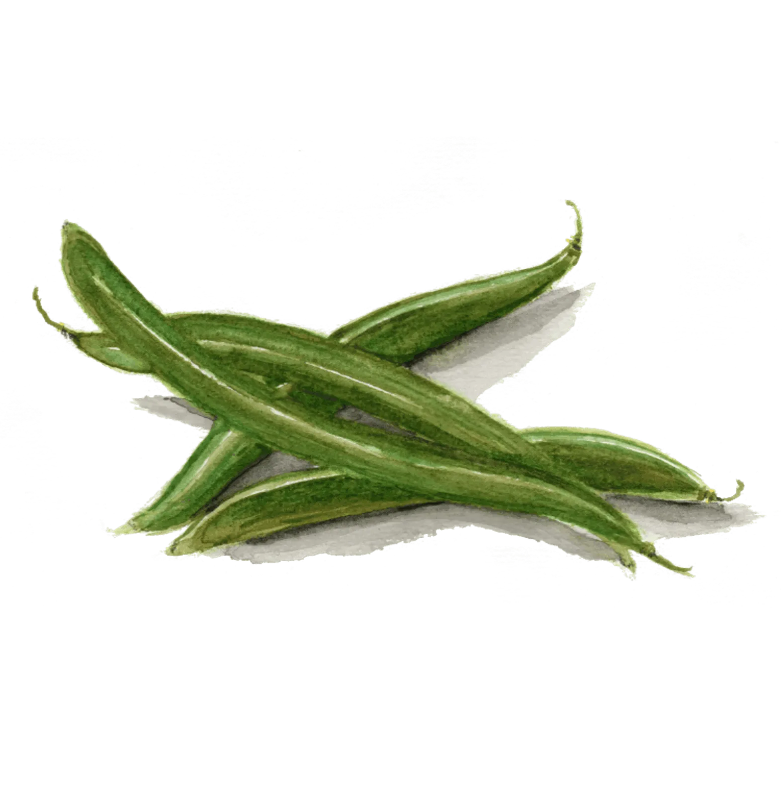 Störböna 'Eva', Frö
