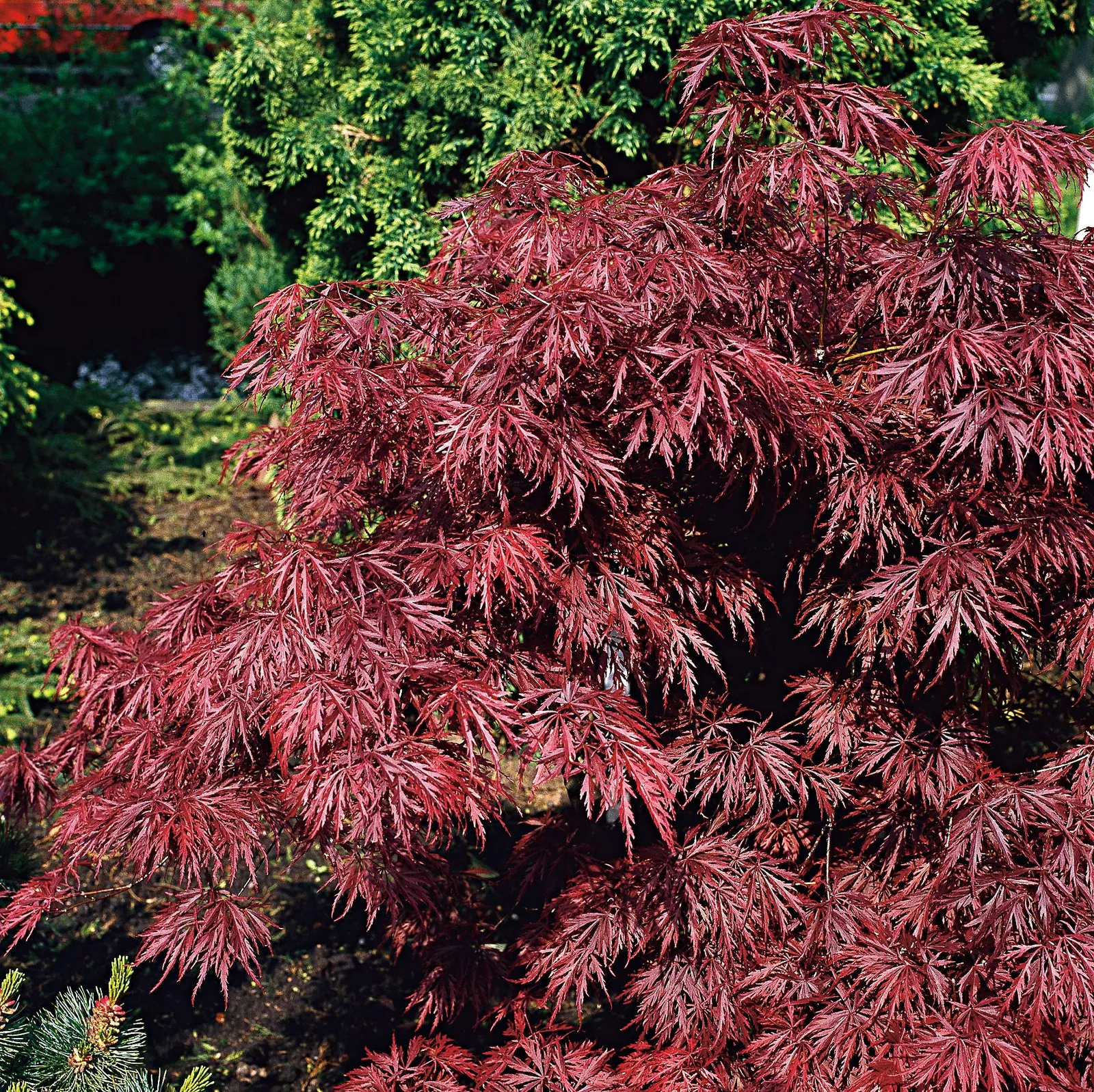 Flikbladig japansk lönn 'Garnet' - miniatyr 2