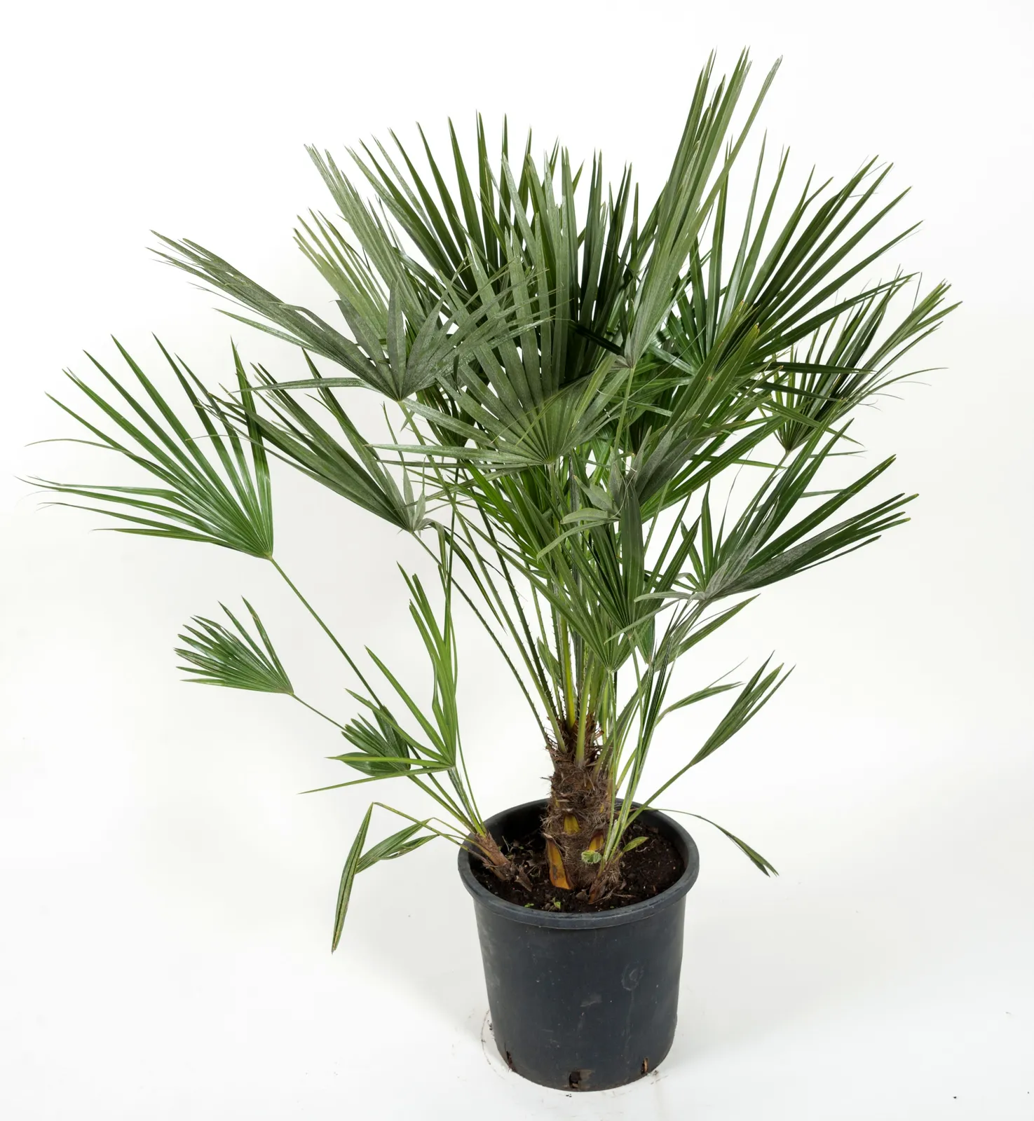 Dvärgpalm (europeisk dvärgpalm), 110/120 cm