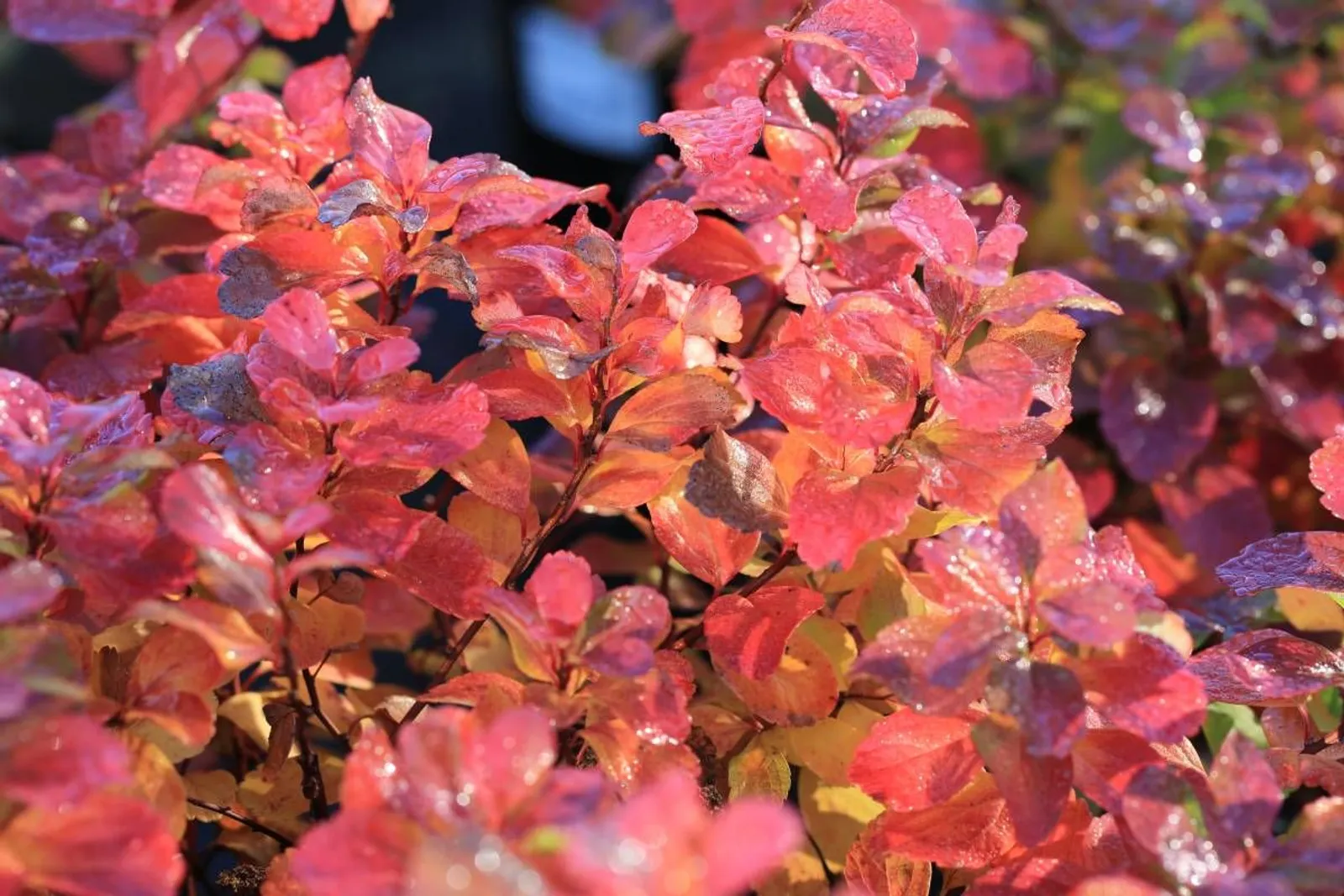 Björkspirea 'Tor' E, 10-15 cm — detalj 4