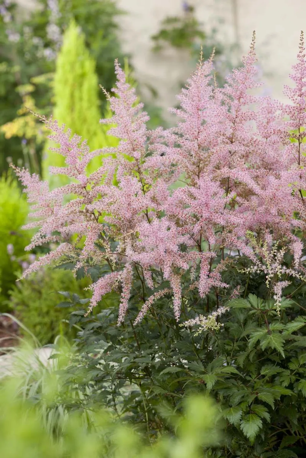 Fjäderastilbe 'Sprite'