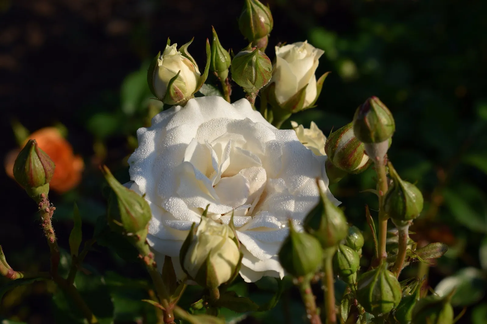 Floribundaros GRÅSTEN ('Poulfeld') - miniatyr 3