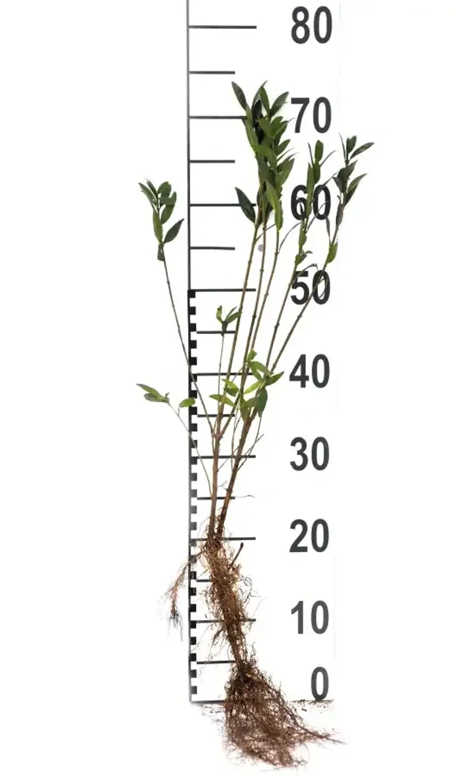 Vinterliguster 'Liga', 30-50 cm — detalj 5