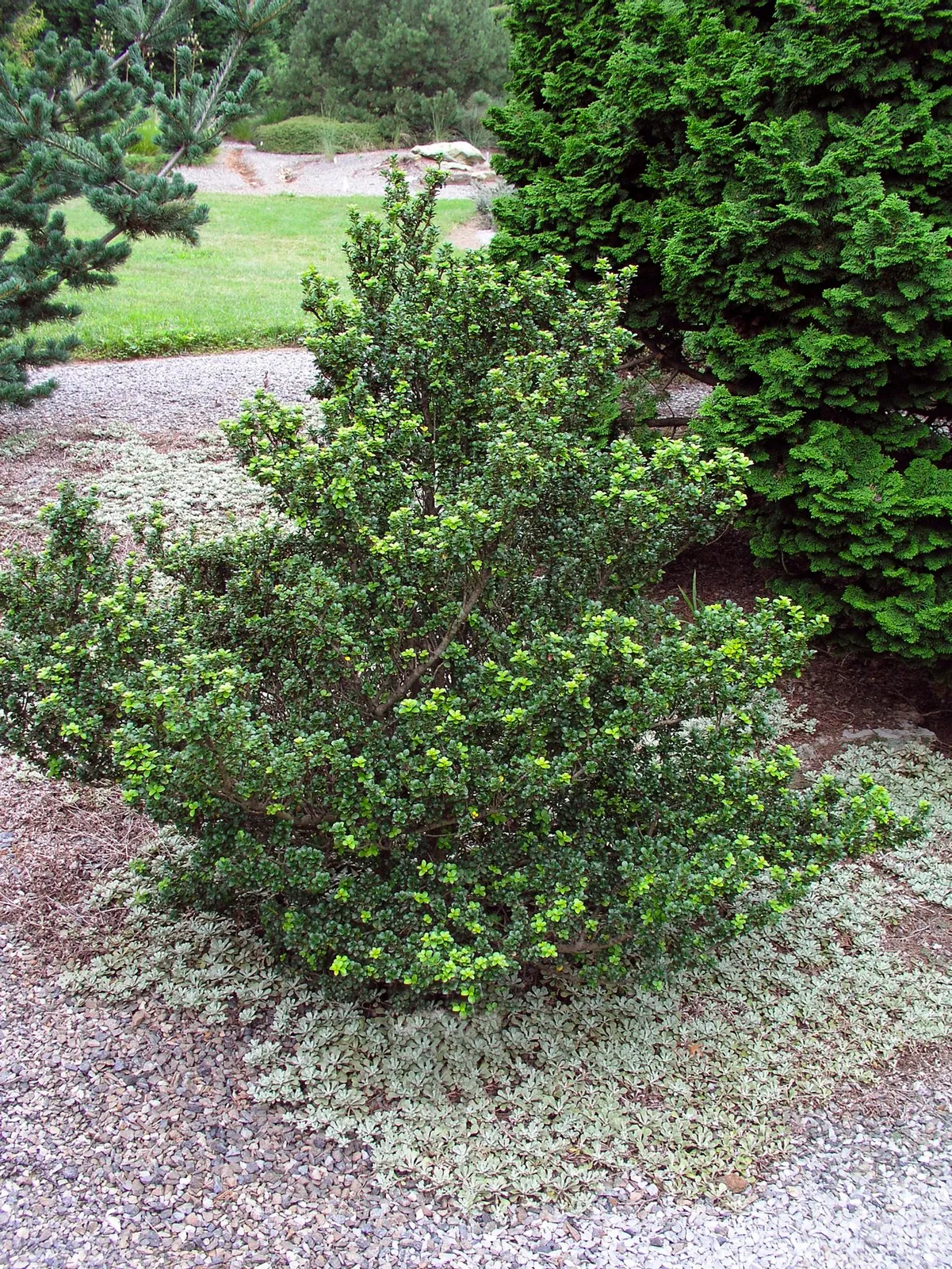 Japansk järnek DARK GREEN ('Icoprins11'PBR)