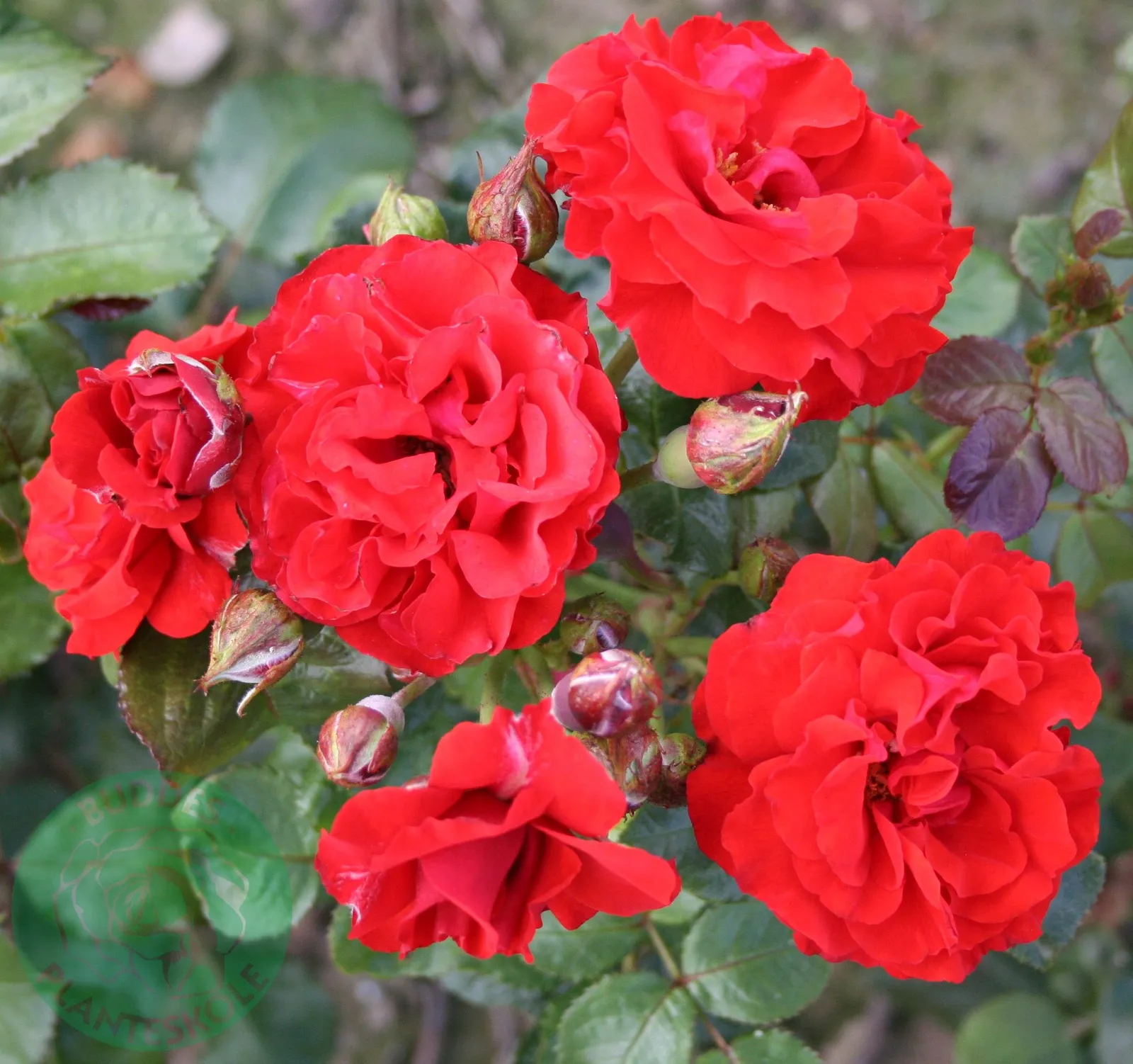 Floribundaros Molde ('Tannimoll') - miniatyr 2