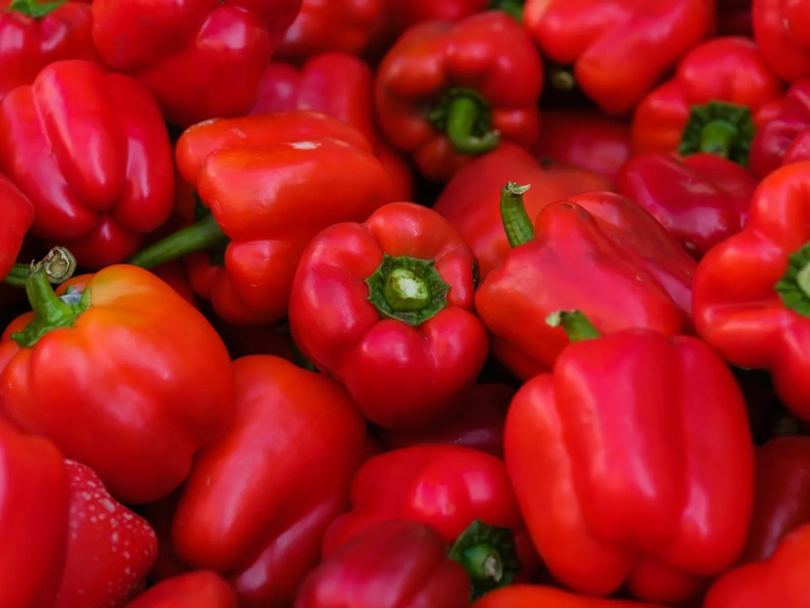 Paprika 'Barkan', ekofrö