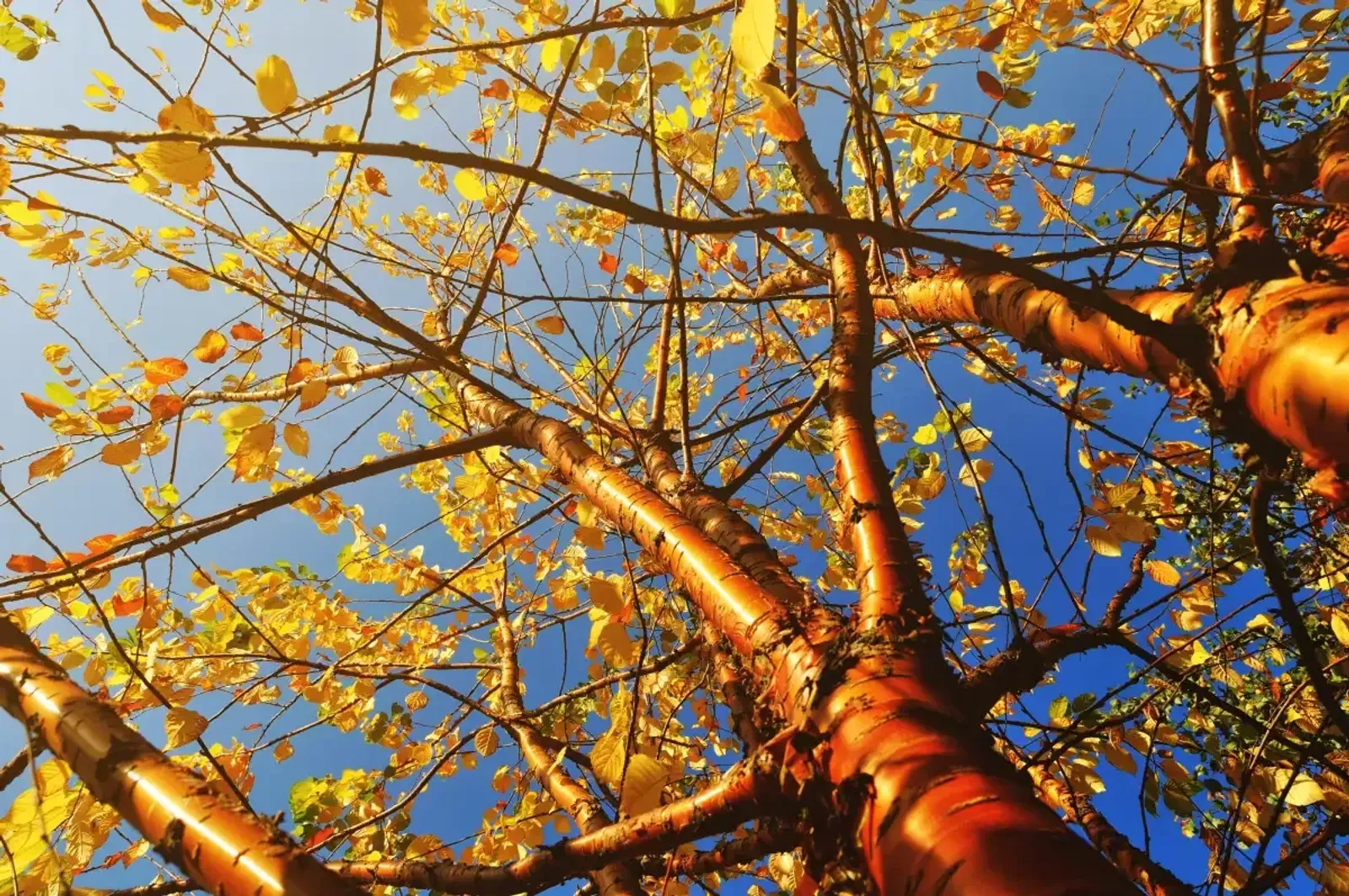 Näverhägg 'Amber Beauty', Högstammat träd