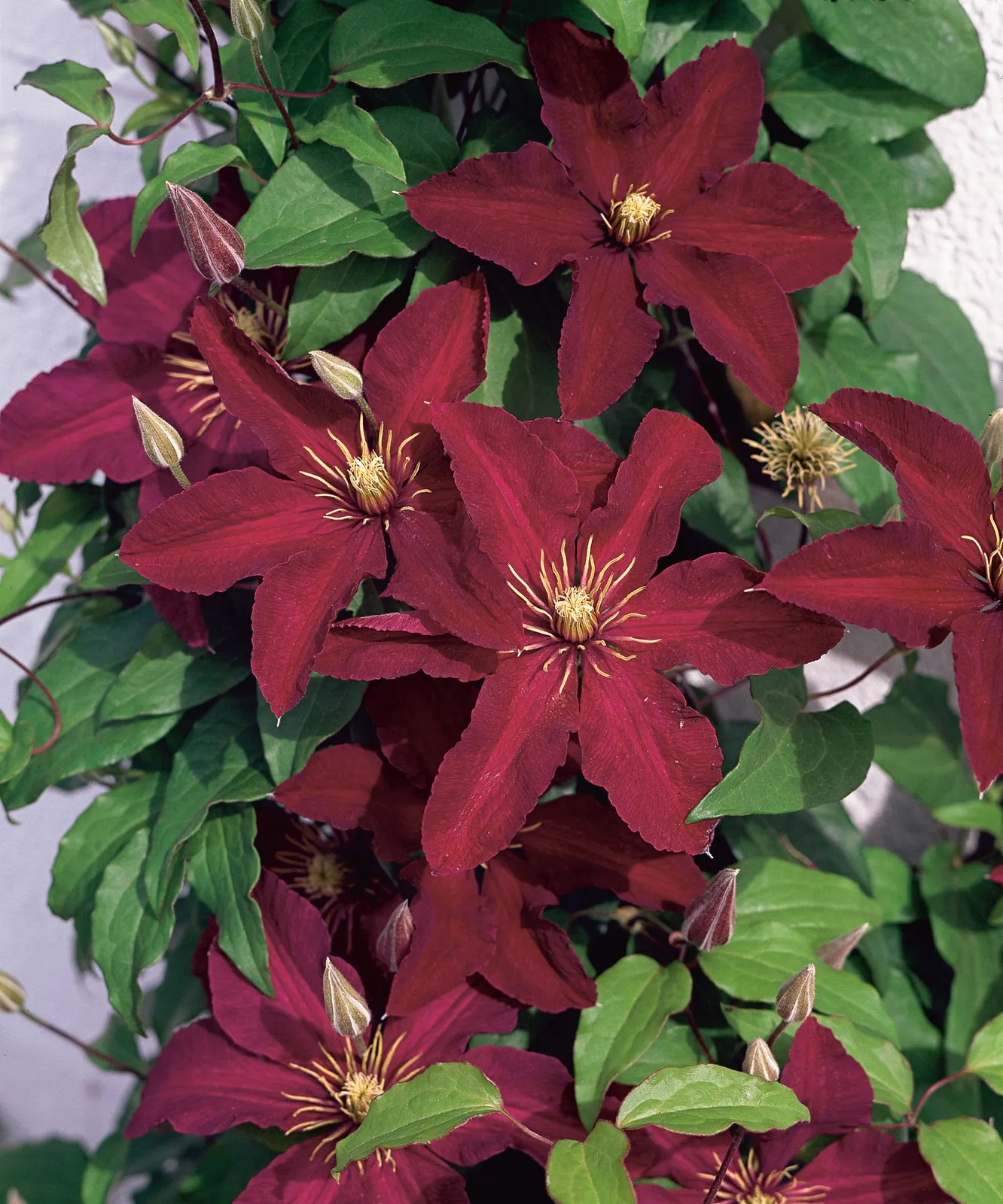 Klematis (Sena Storblommiga Gruppen) 'Niobe'