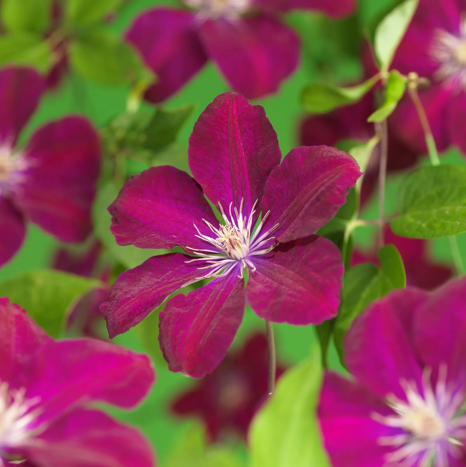 Klematis (Sena Storblommiga Gruppen) 'Rouge Cardinal'
