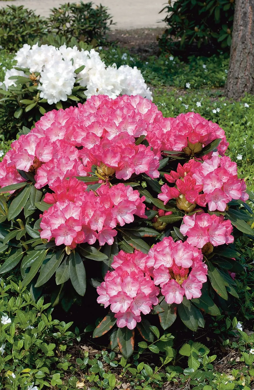 Yakushimanum-rododendron 'Fantastica', 20-25 cm