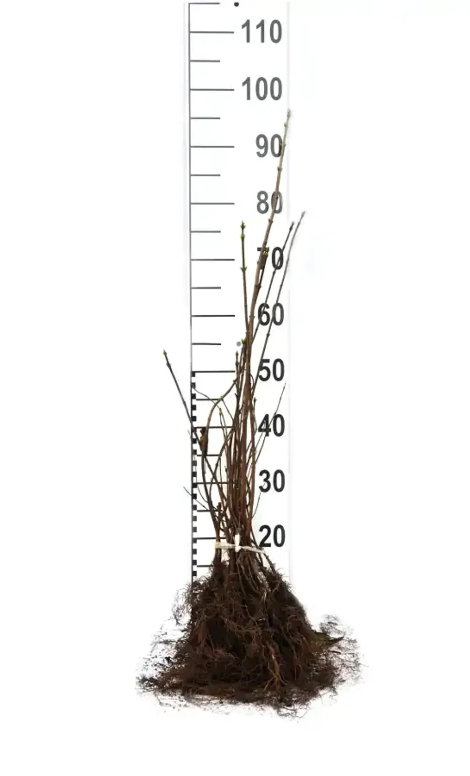 Vit syren, 30-50 cm — detalj 5