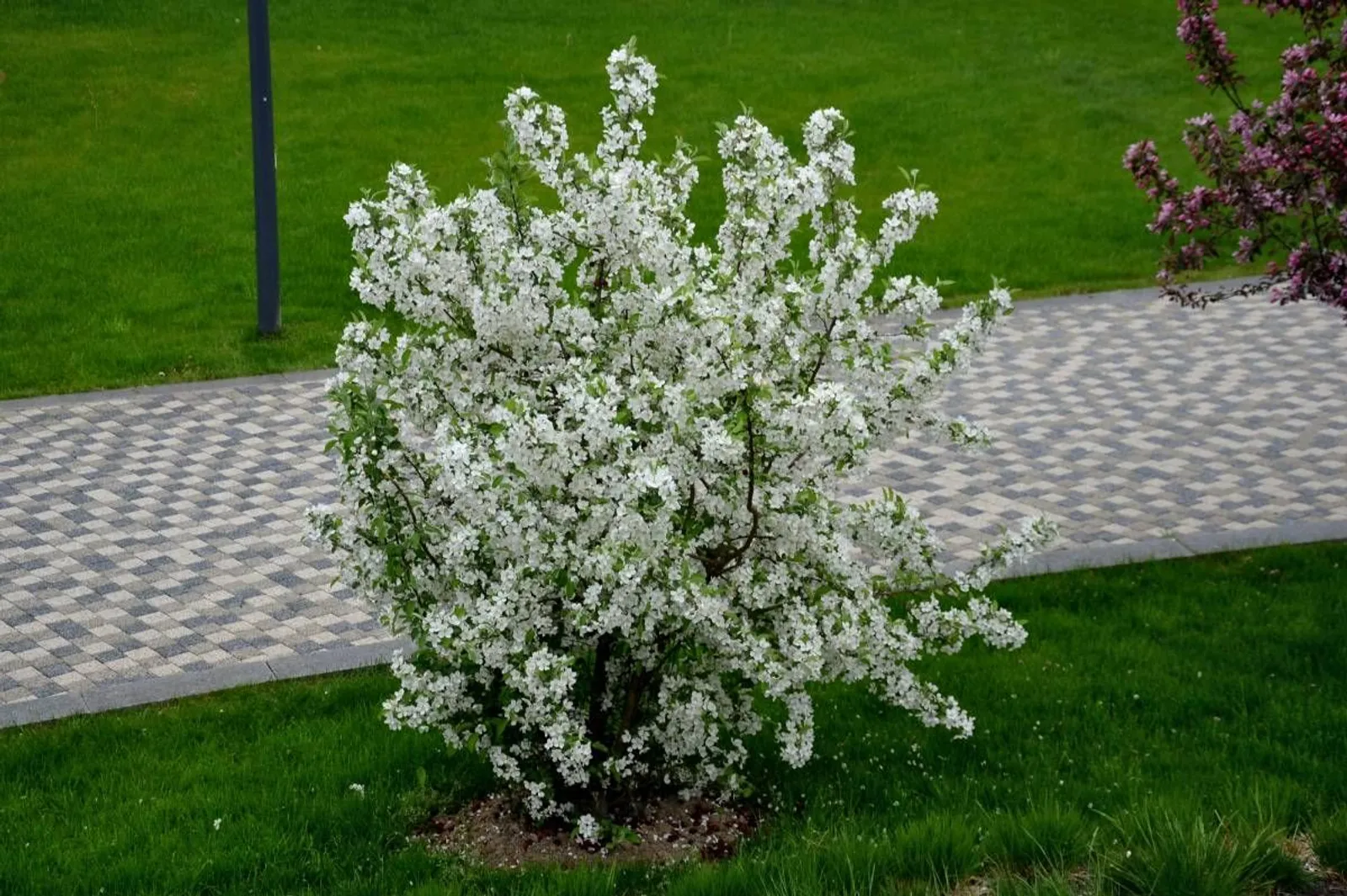 Bukettapel, 20-40 cm — detalj 3