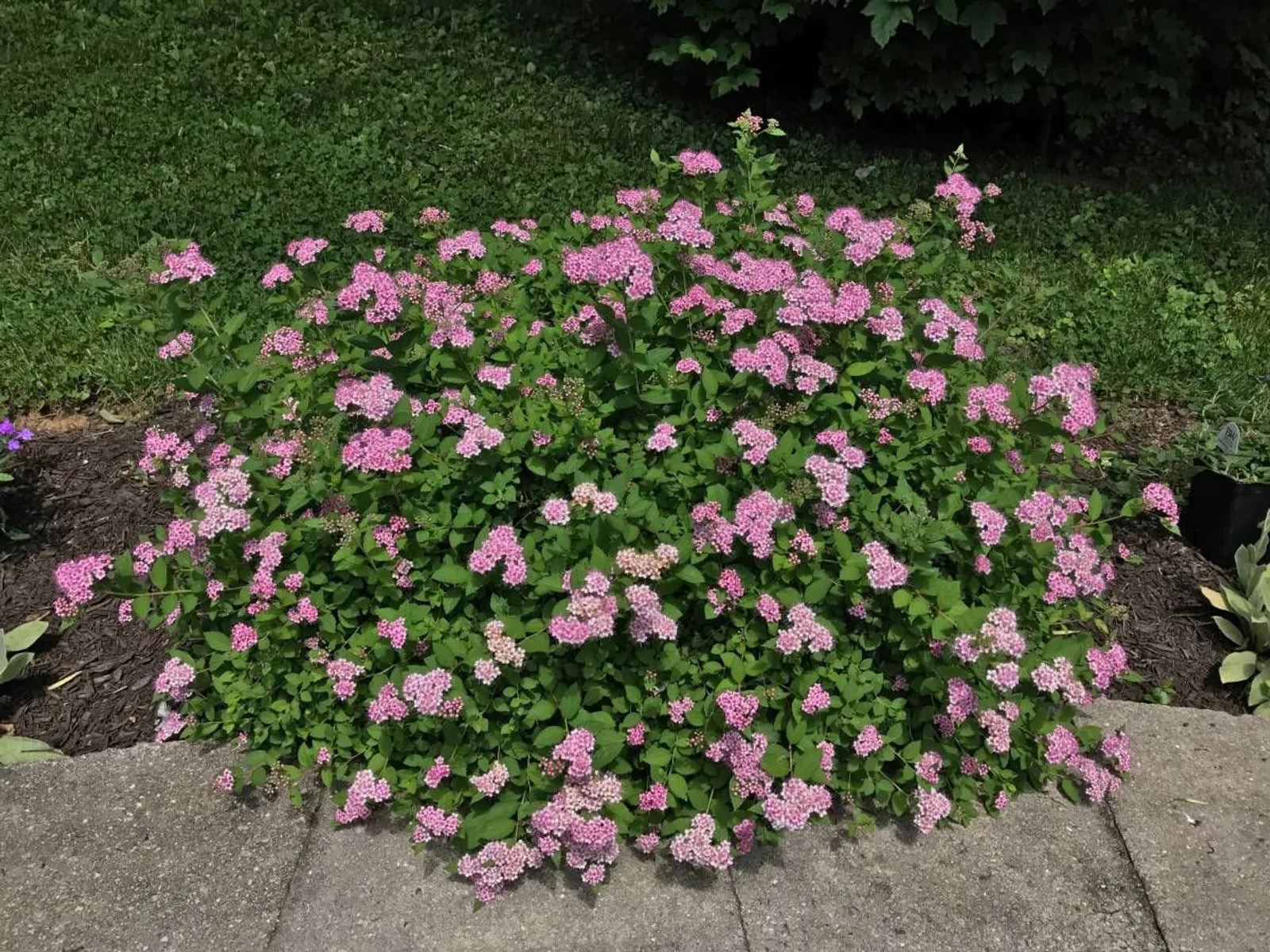 Praktspirea 'Little Princess', 10-20 cm — detalj 2