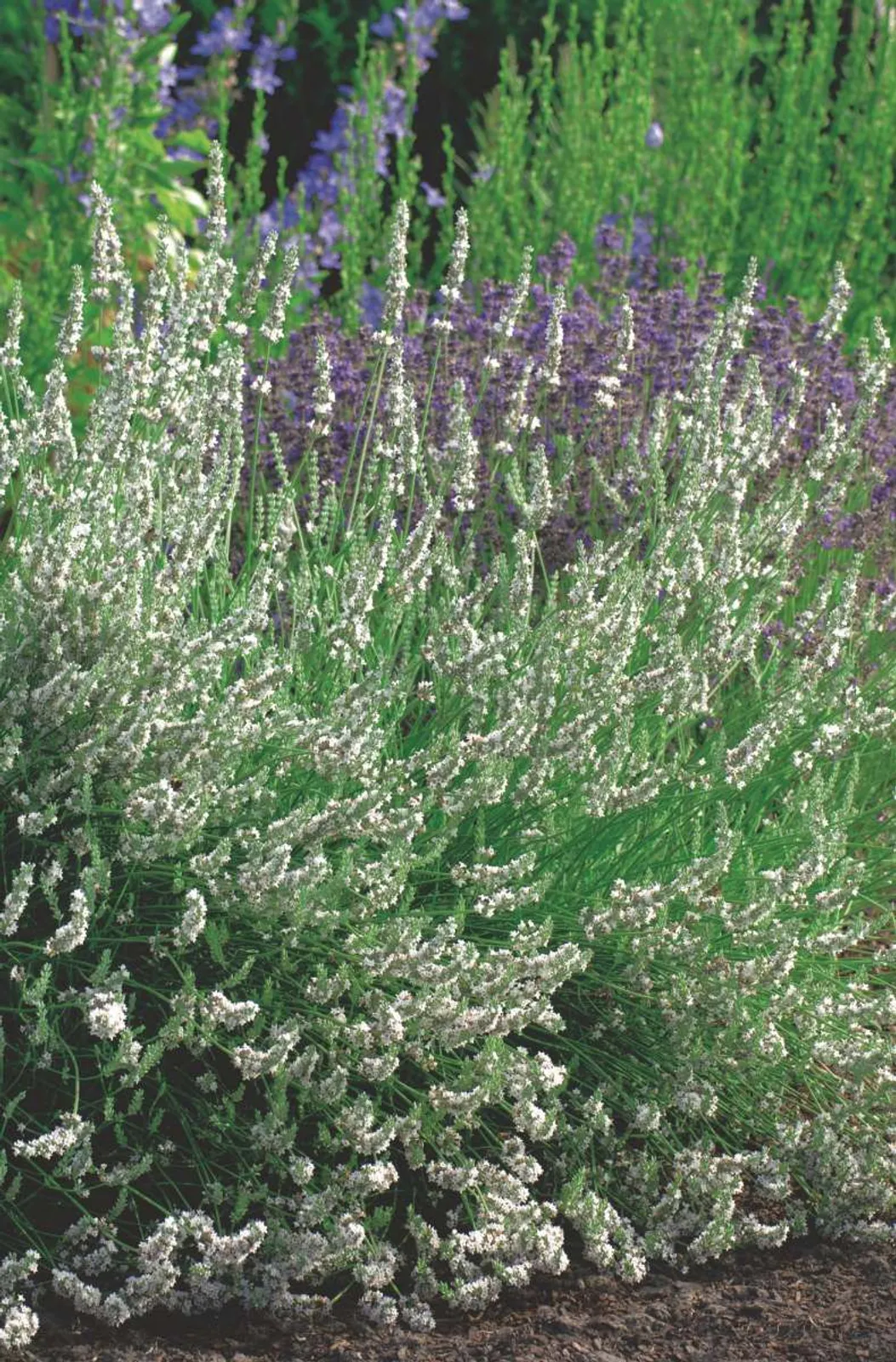 Lavendel 'Edelweiss'