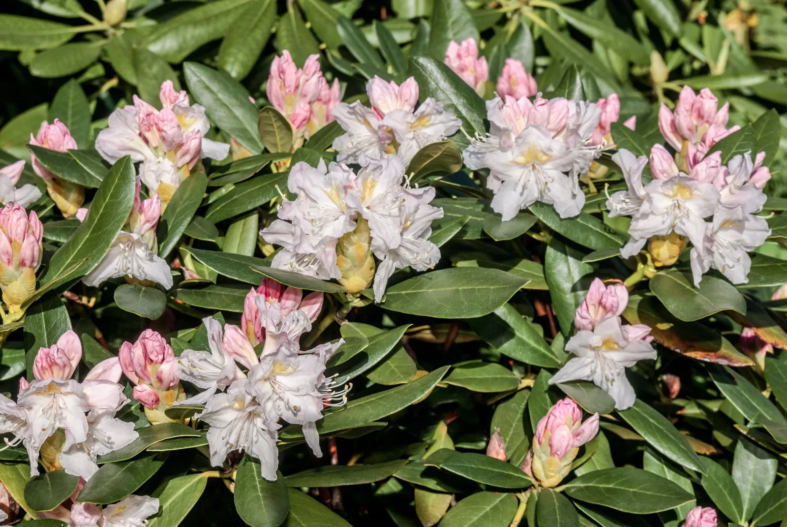 Caucasicum-rododendron 'Cunningham's White', 30-40 cm - miniatyr 3