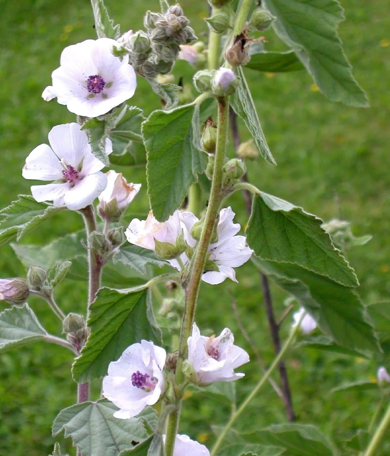 Läkemalva 'Läkemalva', ekofrö