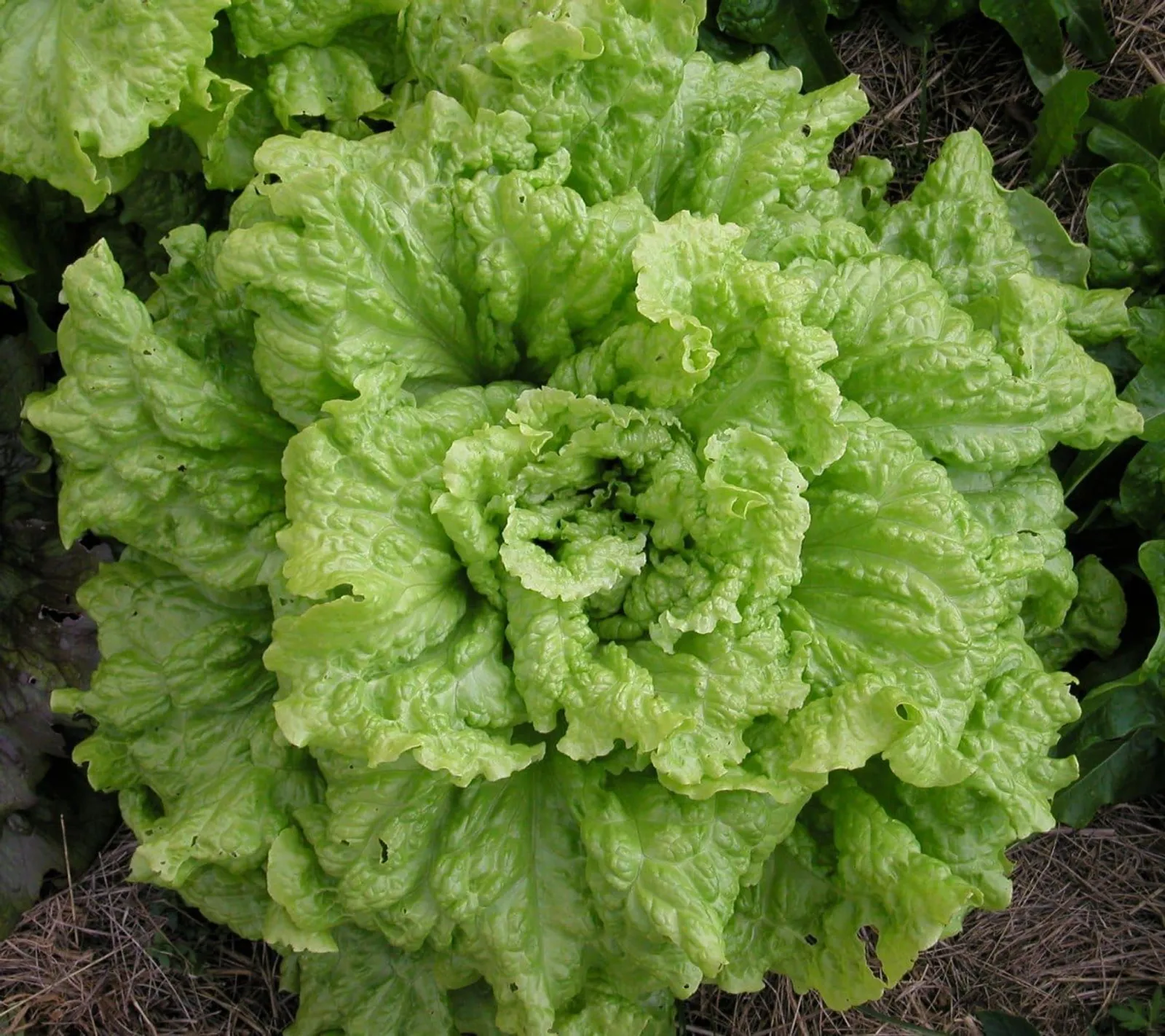 Sallat, plock- 'Black Seeded Simpson', ekofrö