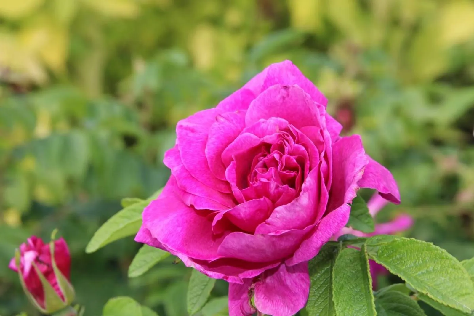 Rugosa-ros 'Hansa', 20-40 cm — närbild