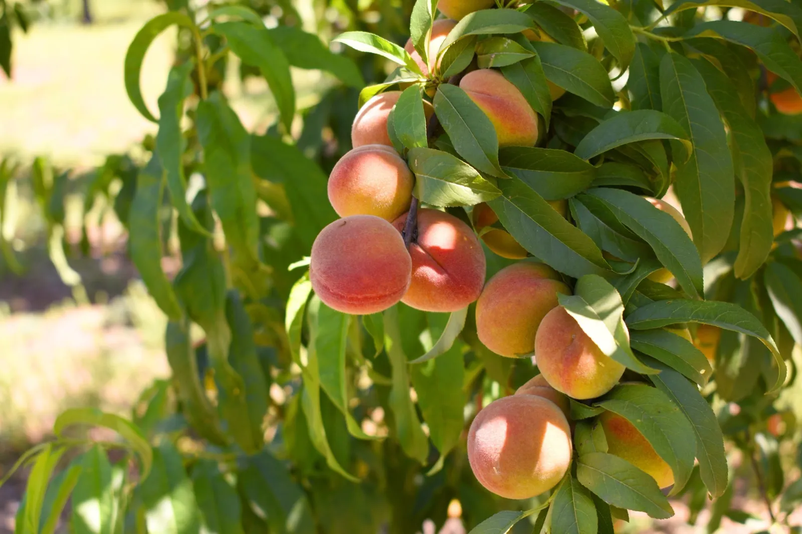 Persika 'Riga' - miniatyr 3