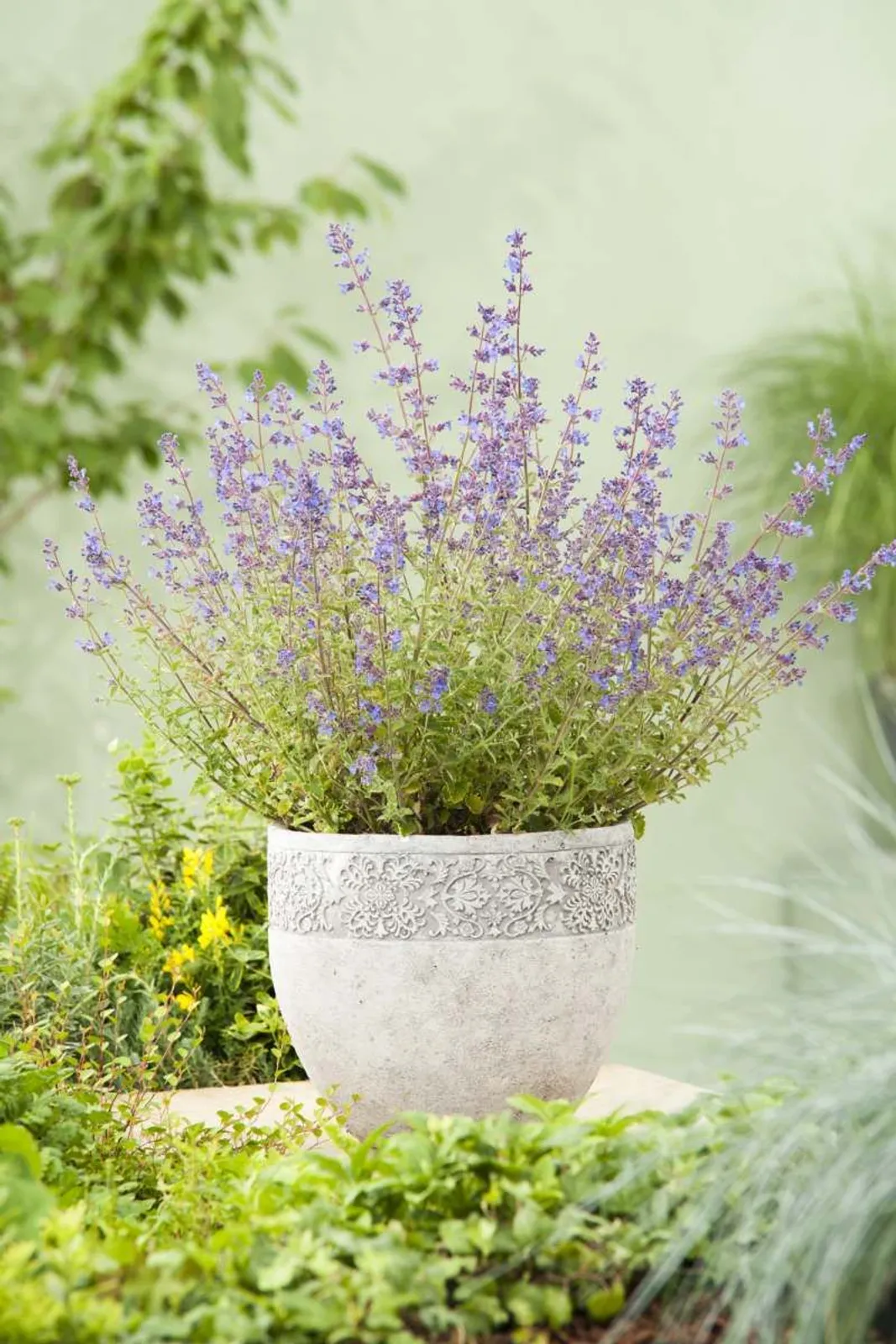 Kantnepeta 'Kit Cat'