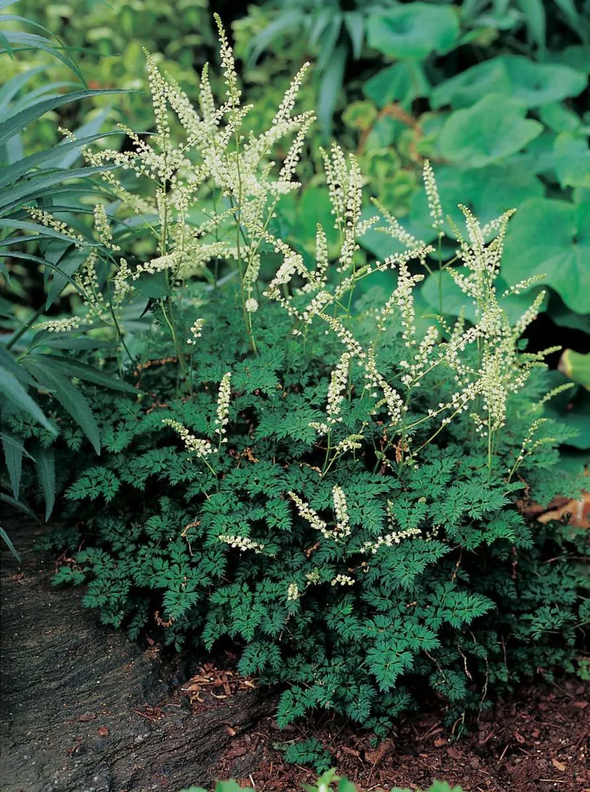 Koreansk Plymspirea