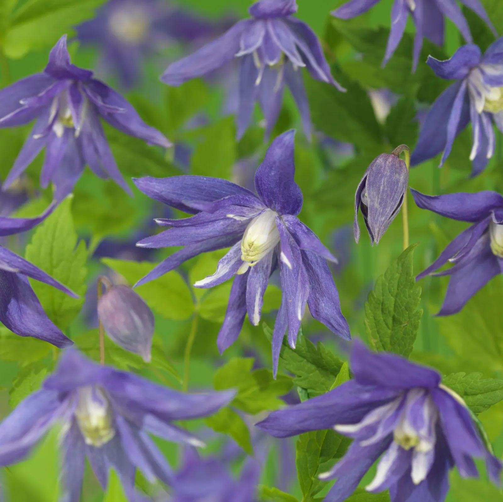 Atragene-klematis 'Maidwell Hall'