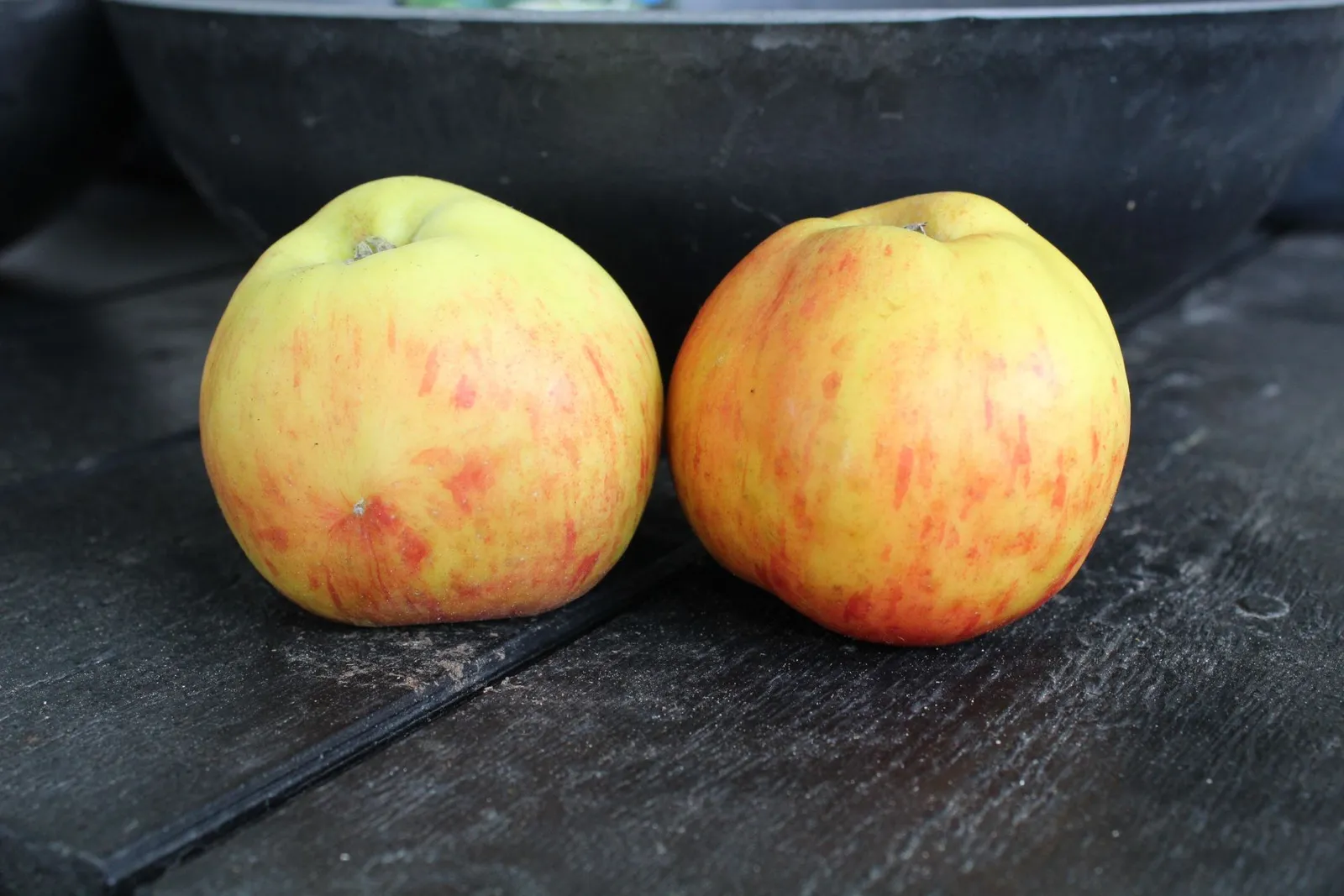 Äpple 'Gravensteiner'