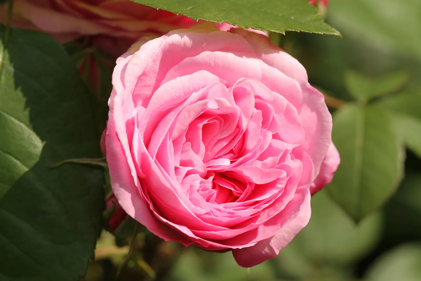 Floribundaros BERLEBURG ('Poulbella') - miniatyr 3