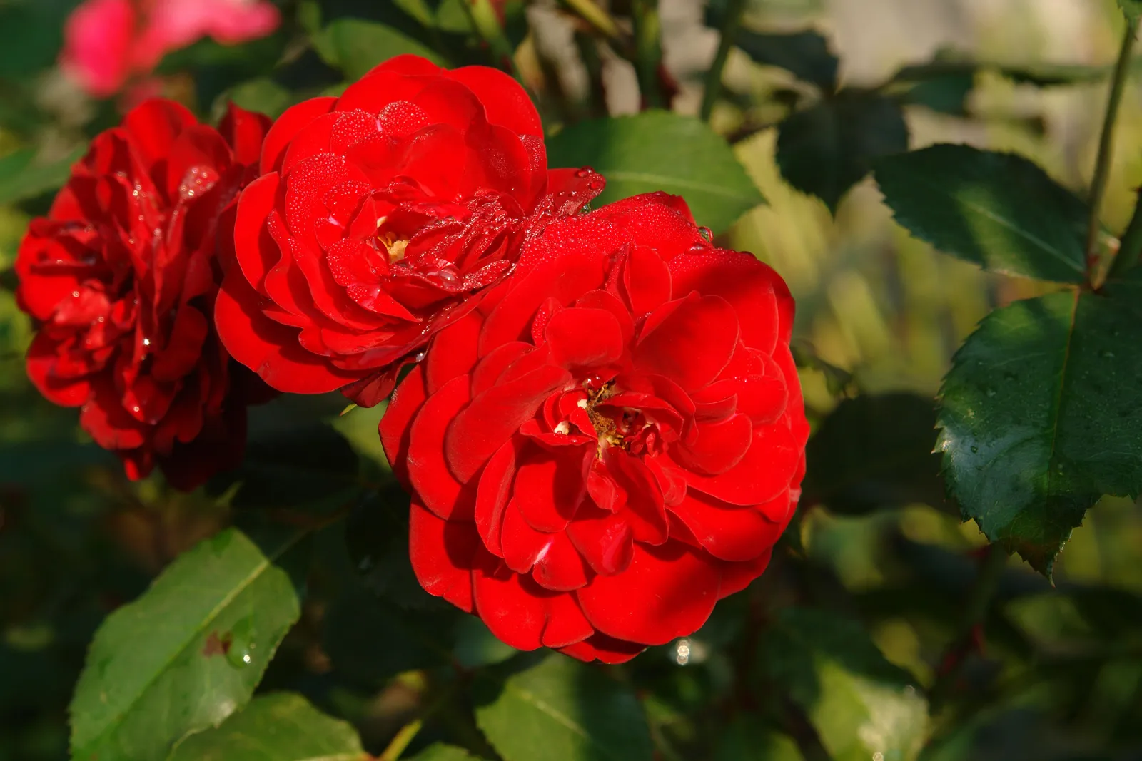 Floribundaros LILLI MARLEEN® ('Korlima') - miniatyr 4