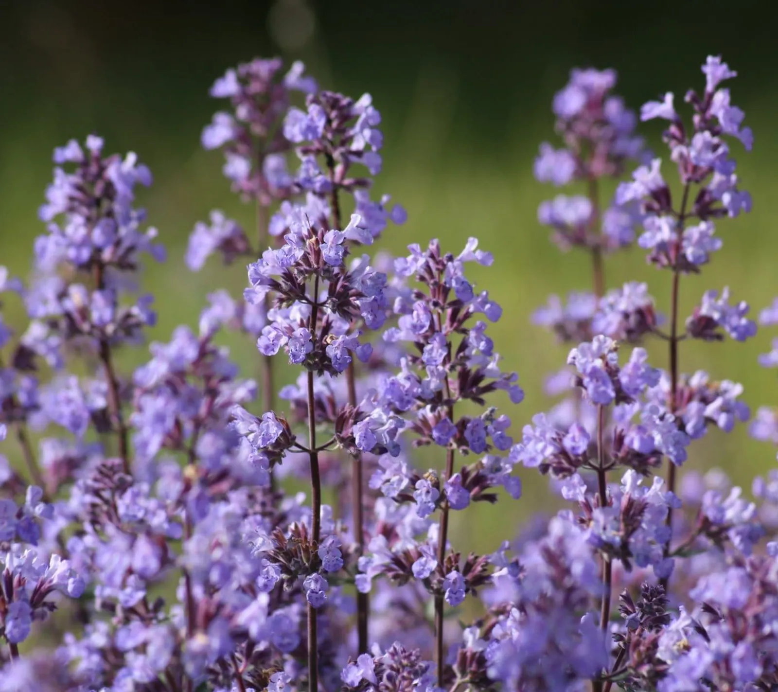 Nepeta 'Bergnepeta', ekofrö