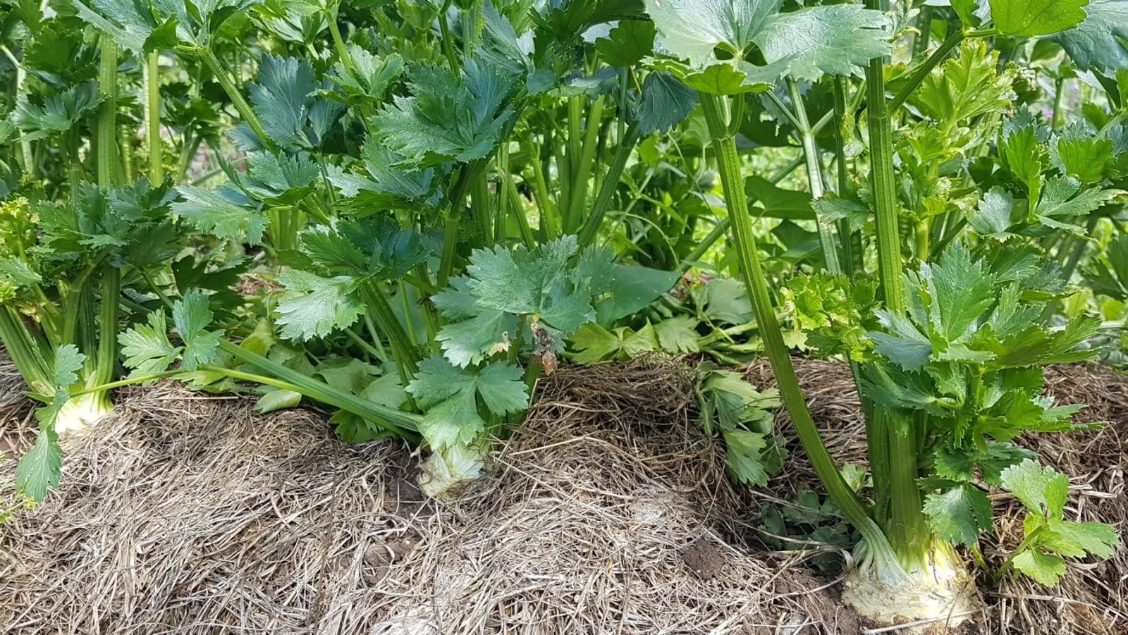 Rotselleri med gröna blad och vit rot, växer i jord med halm, perfekt för hälsosamma rätter och soppor